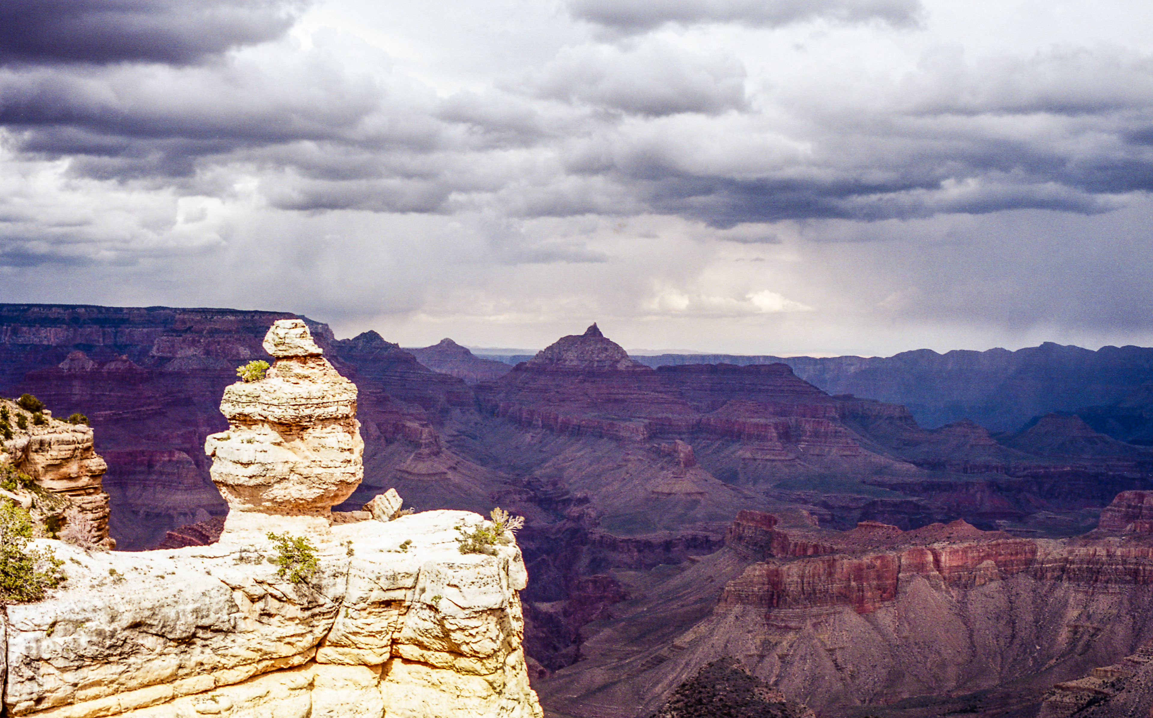 Duck on a Rock | Grand Canyon National Park