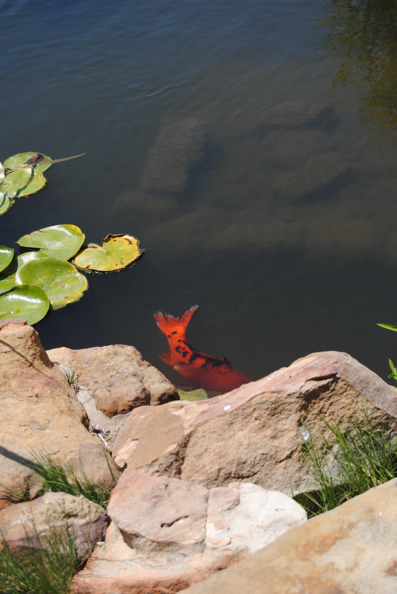 Don't Be Koi