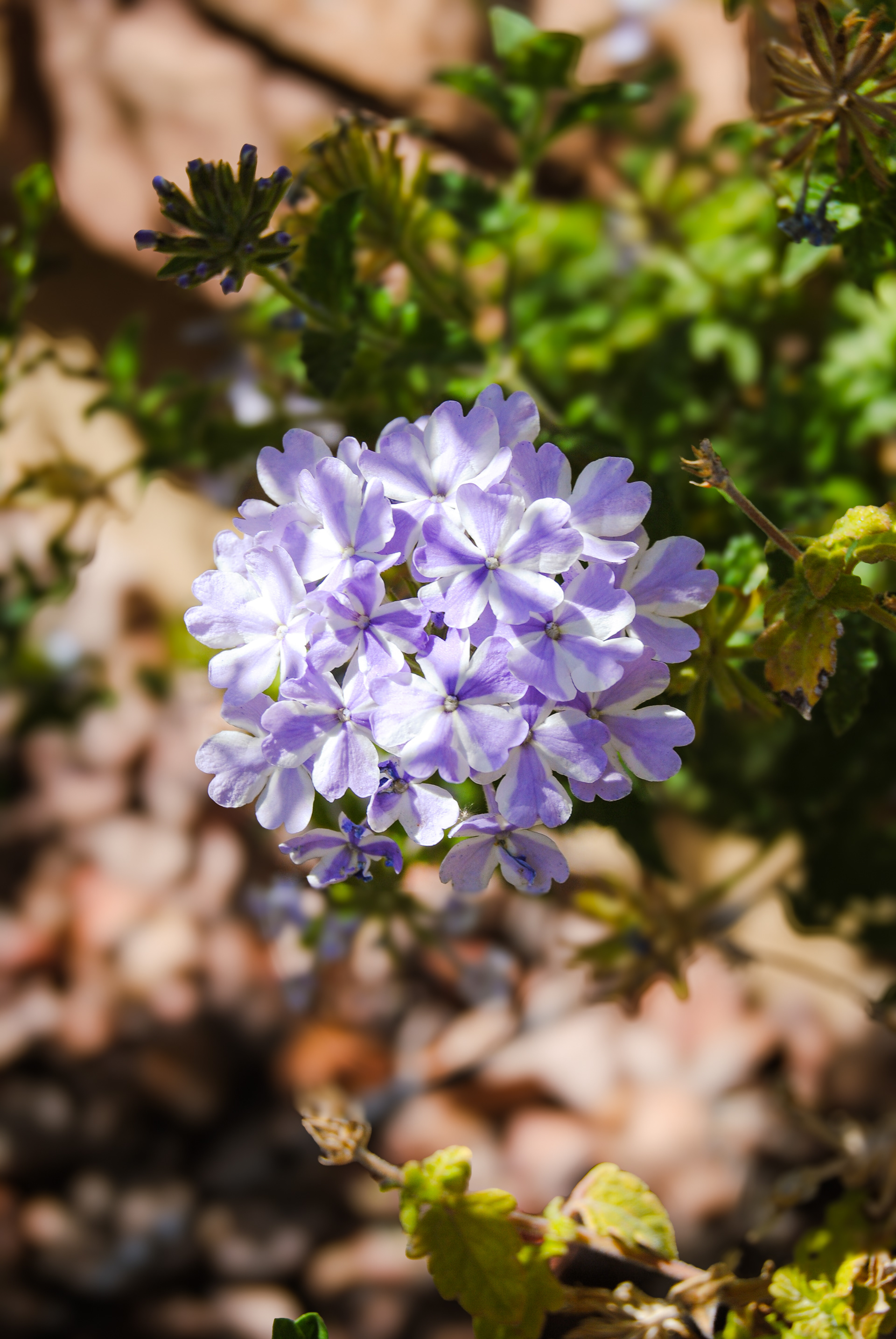 Purple Flowers pt. 1