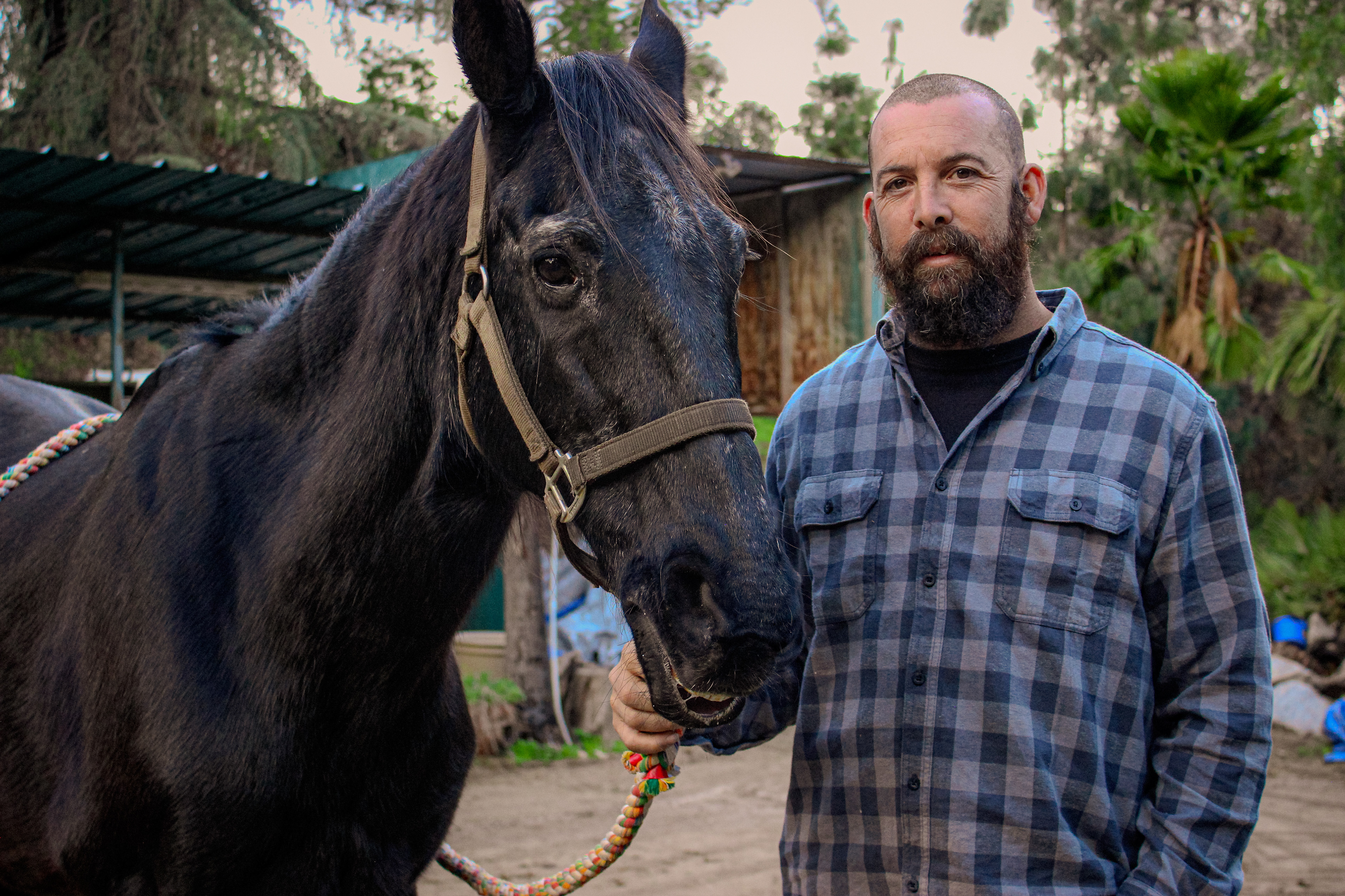 Horse Survives The 2016 Sand Fire