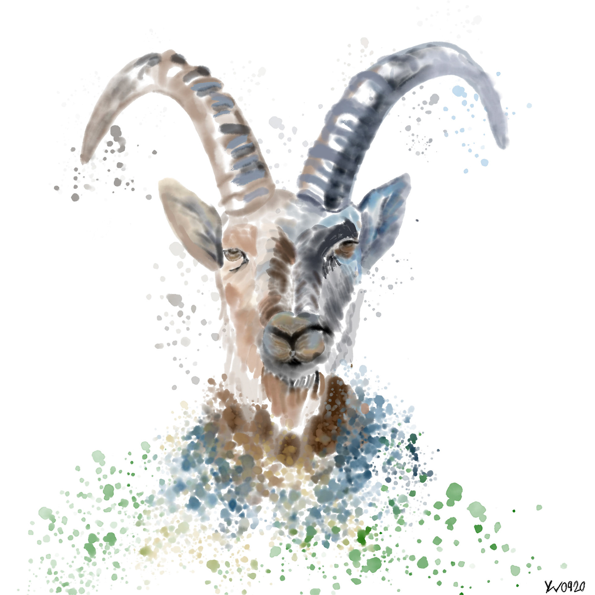 Aquarell Steinbock