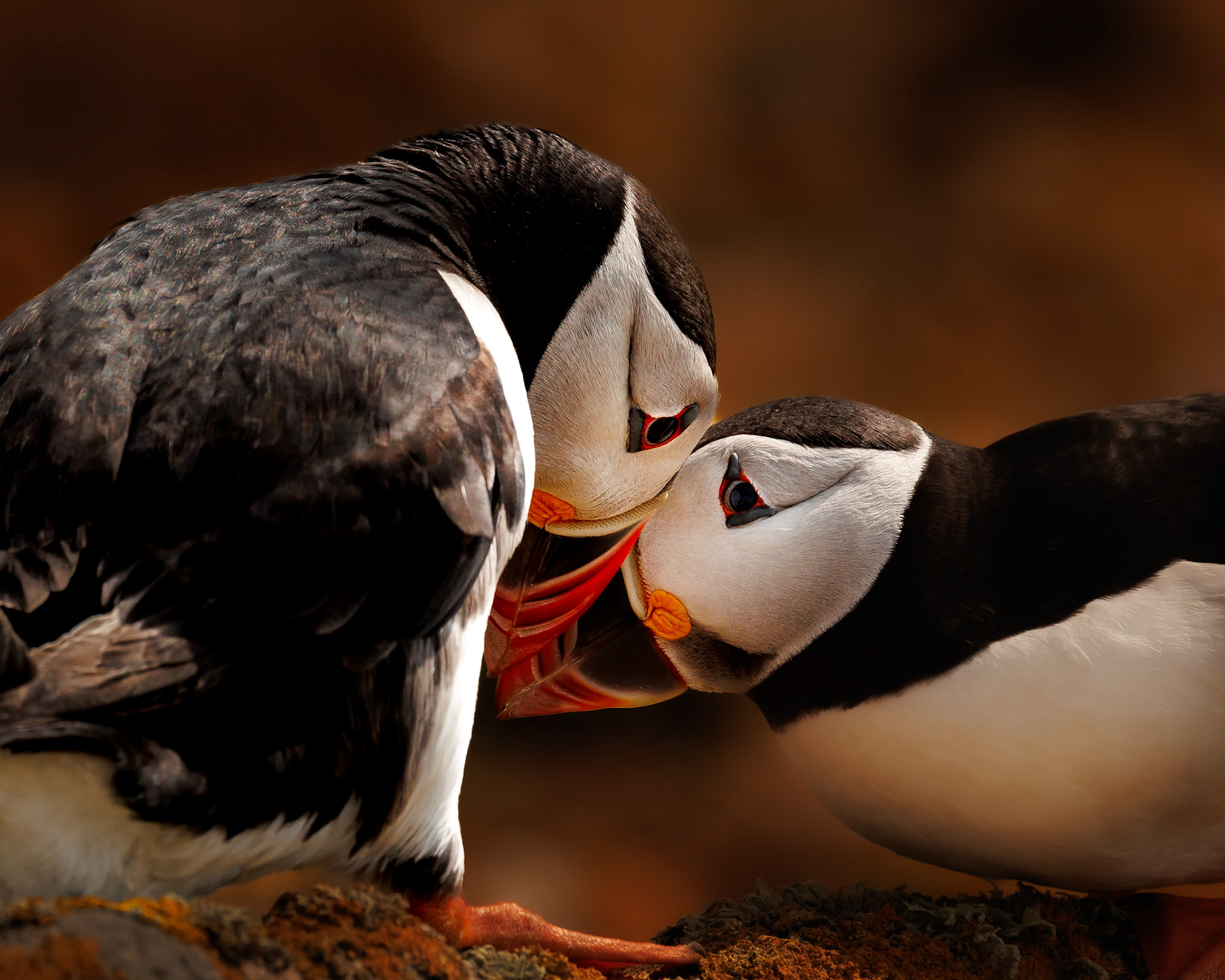 Beso de puffin - 70x50 - 55€
