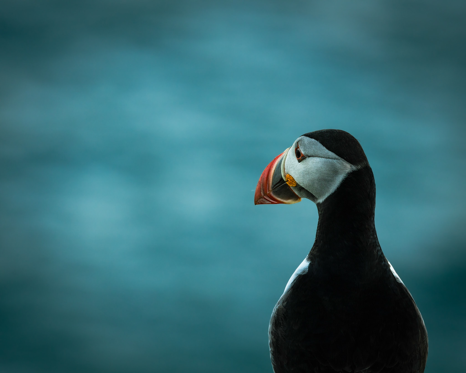 El puffin y el mar - 70x50 - 55€