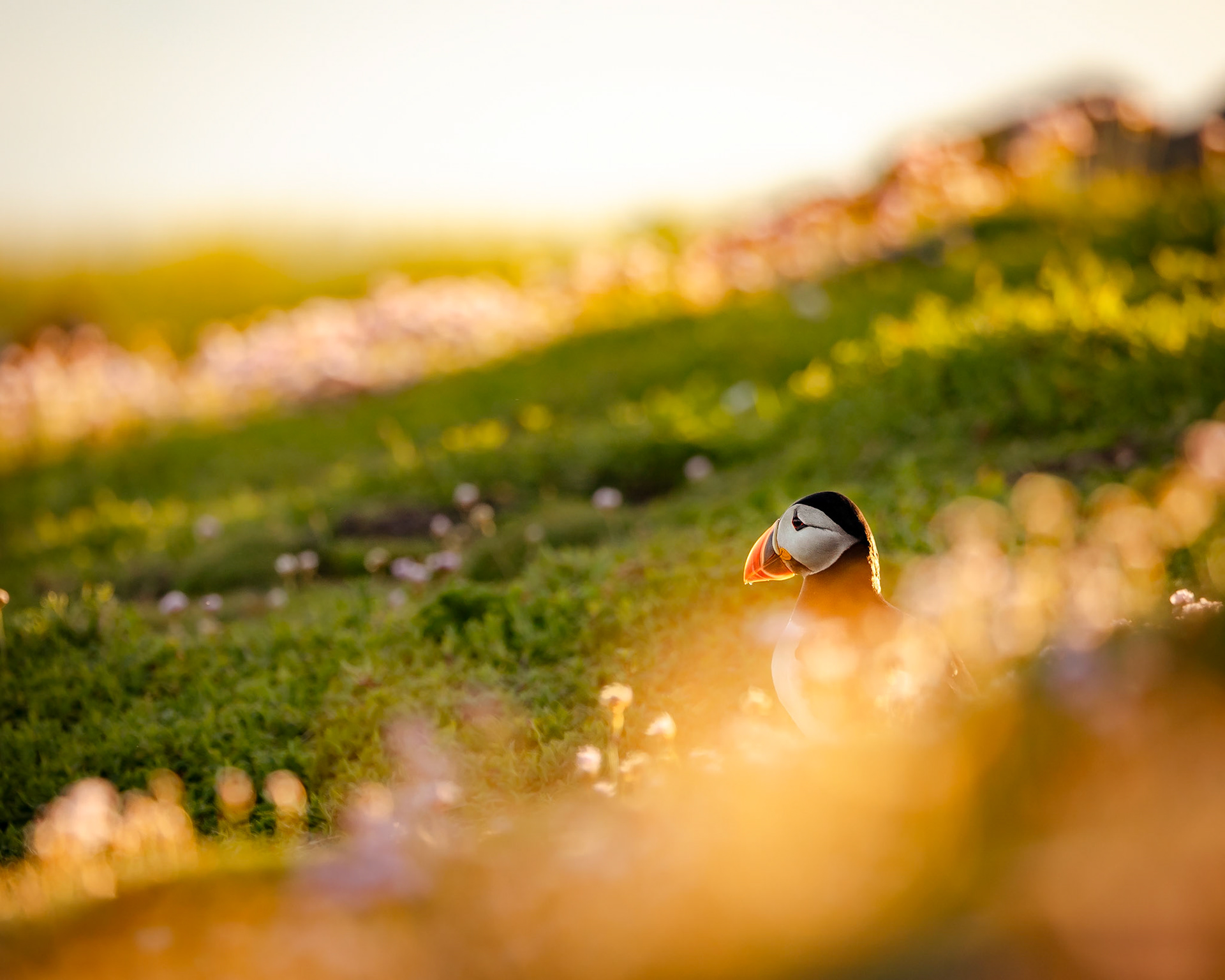 Puffin de las praderas - 70x50 - 55€