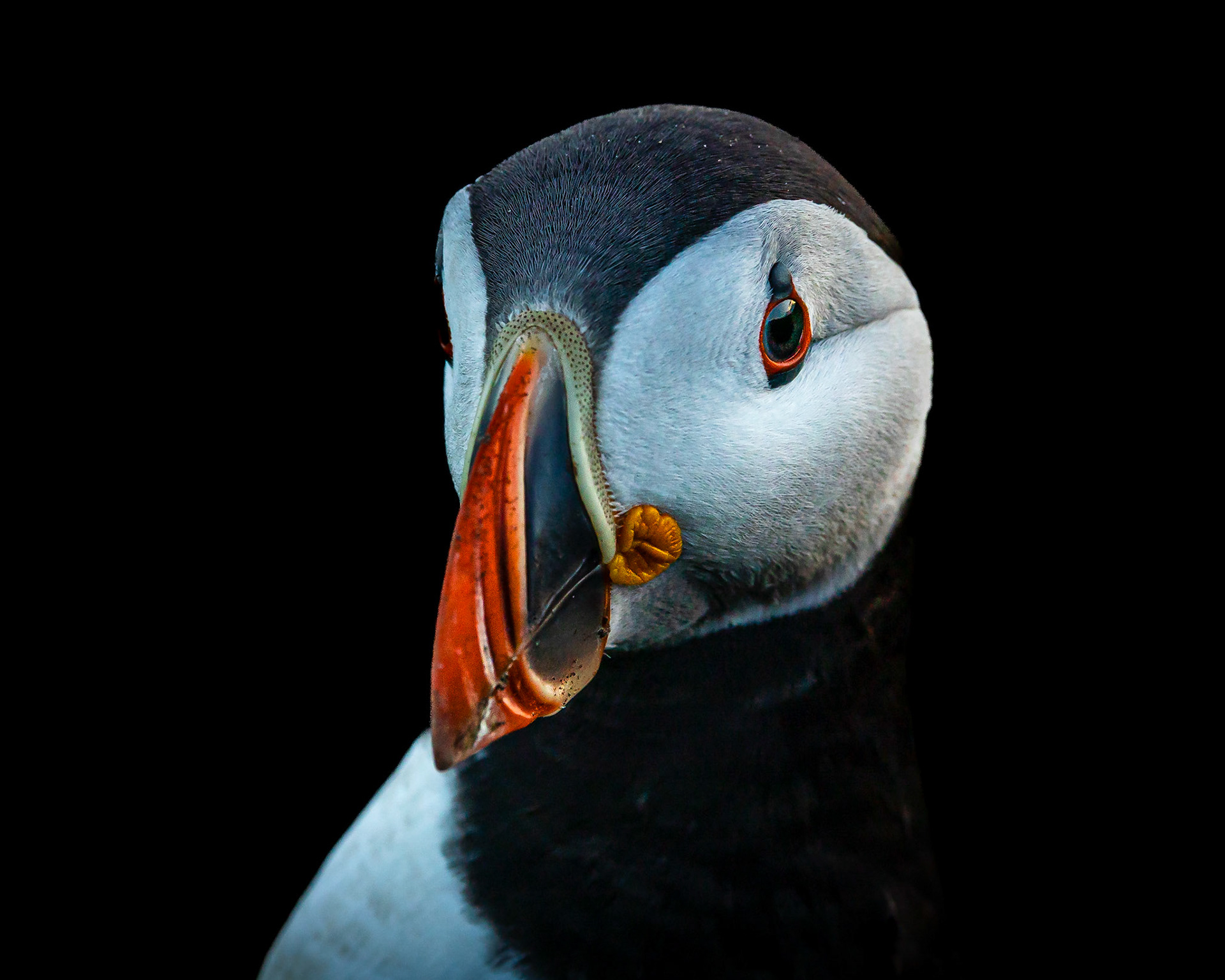 Retrato de un puffin - 70x50 - 55€