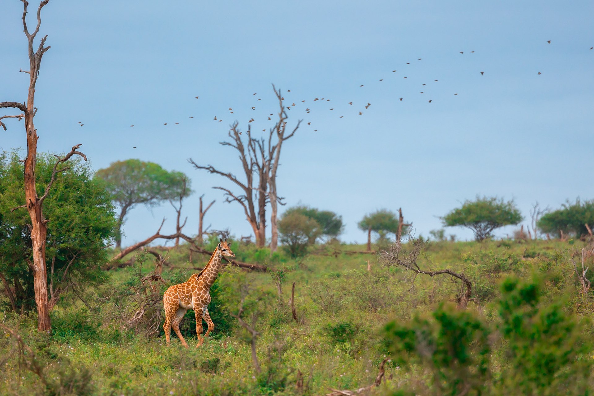 Estampa del Kruger