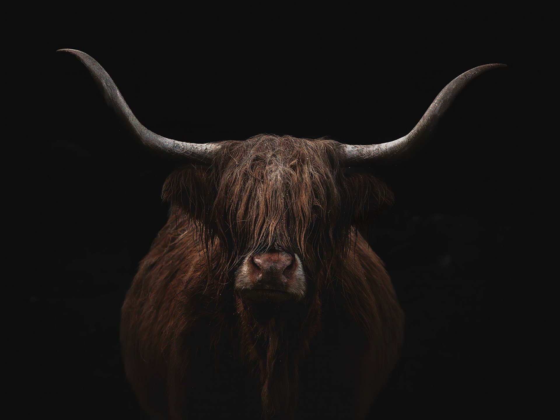 Muuu - 50x40 - 35€