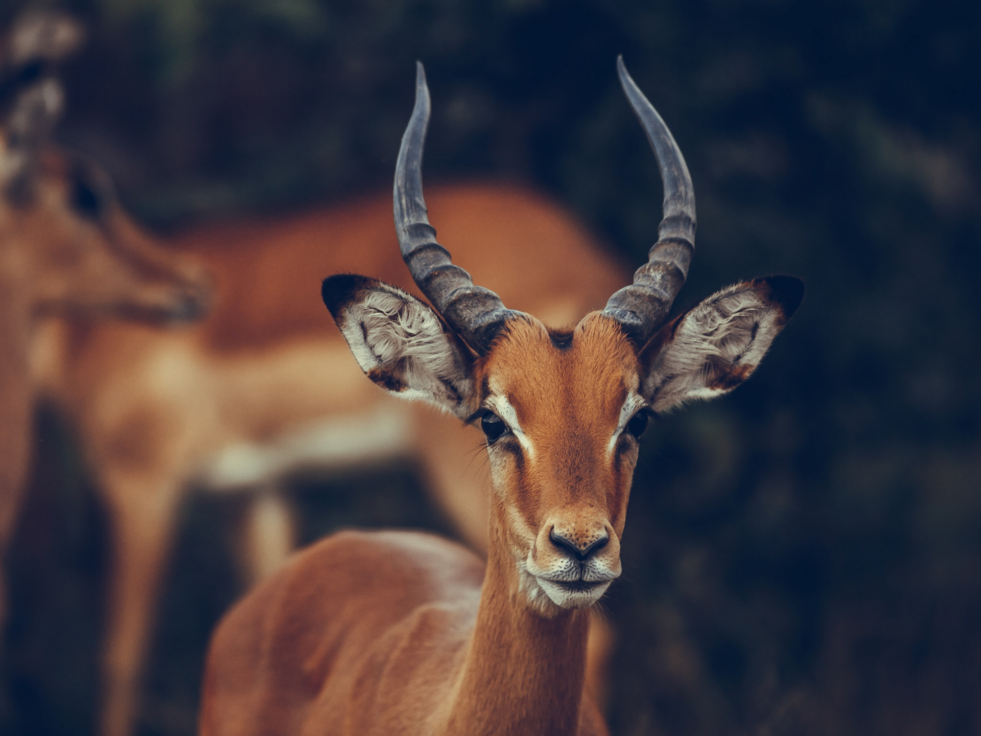 Impala