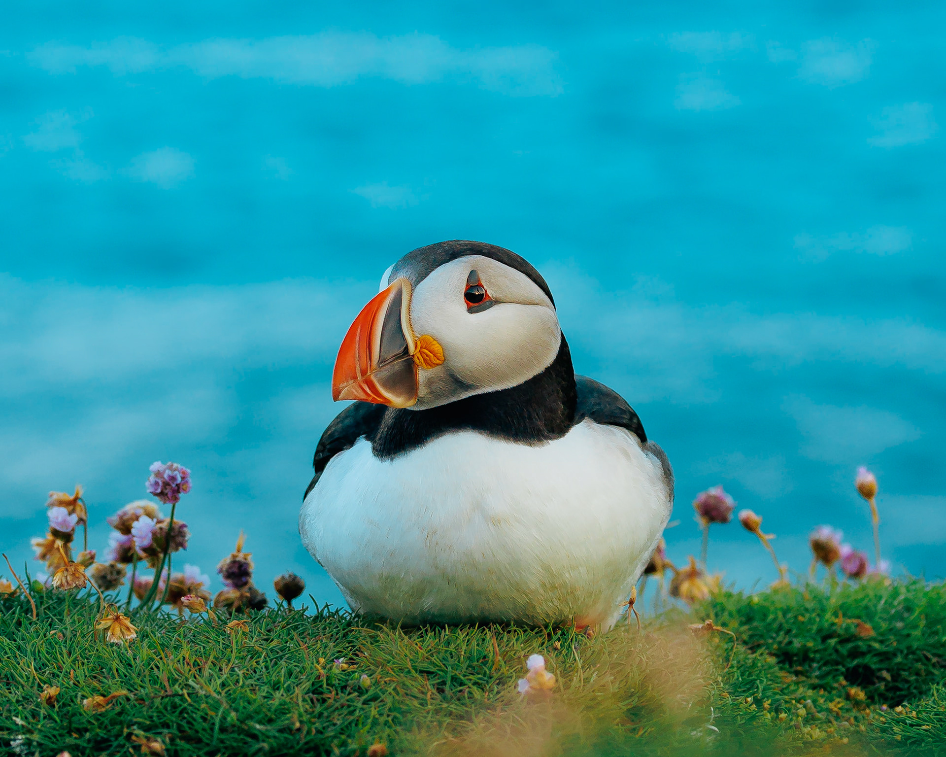 Puffin de goma - APADRINADO