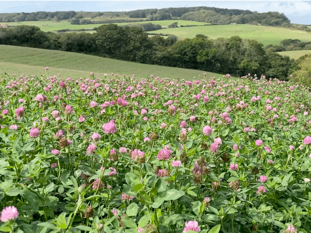 A nearby clover field 2020
