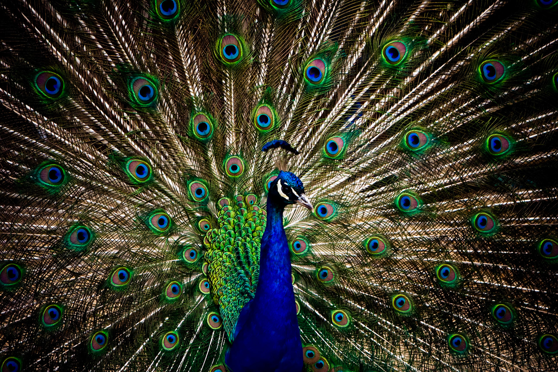 Peacock