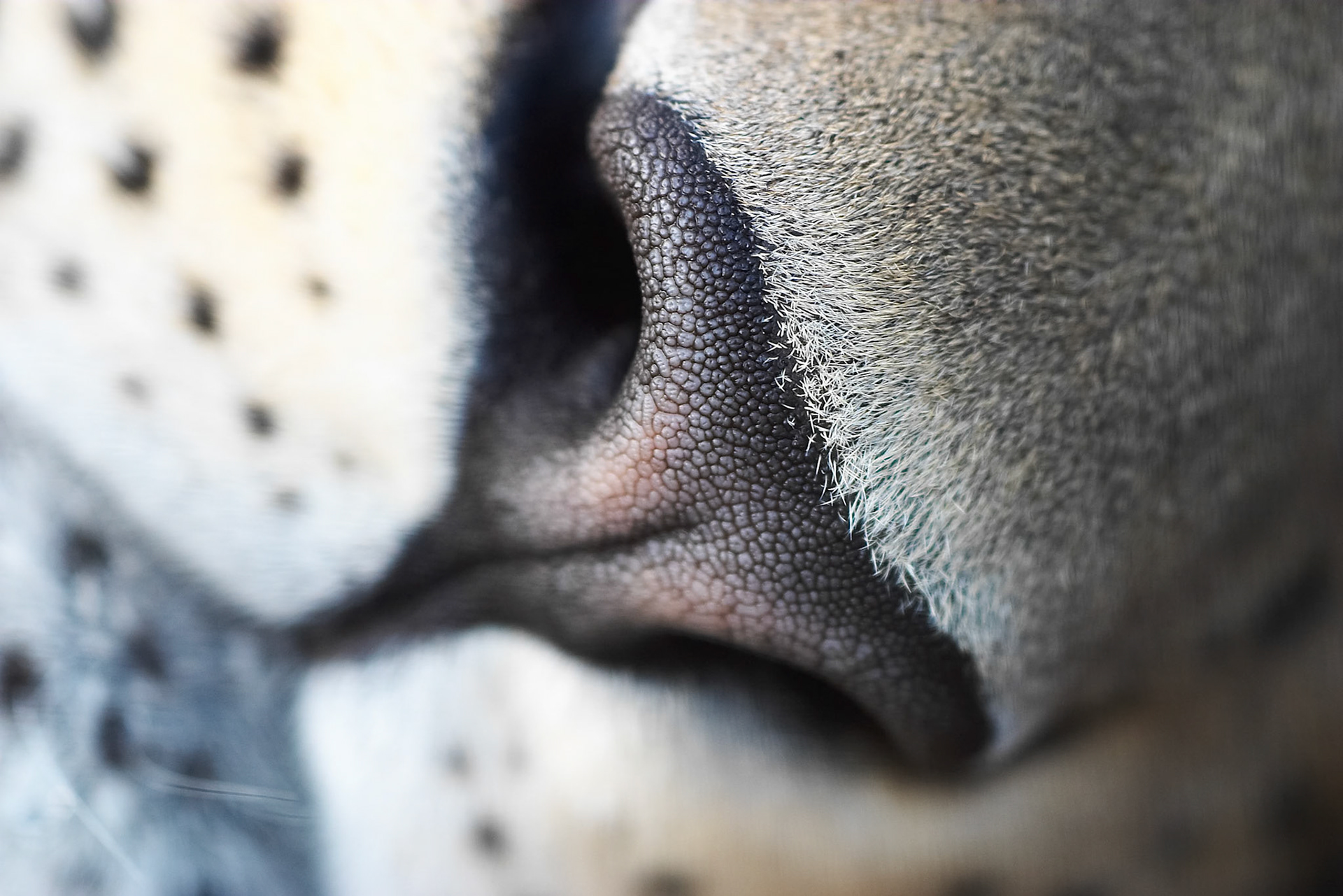 Capturefile: P:\Mahin's Photoshop Album\Canon 10D\2003-11-15\Raw\CRW_4013.CRWCaptureSN: 330202319-2404013.907338Software: Capture One DSLR 1.2 Limited Edition for Windows