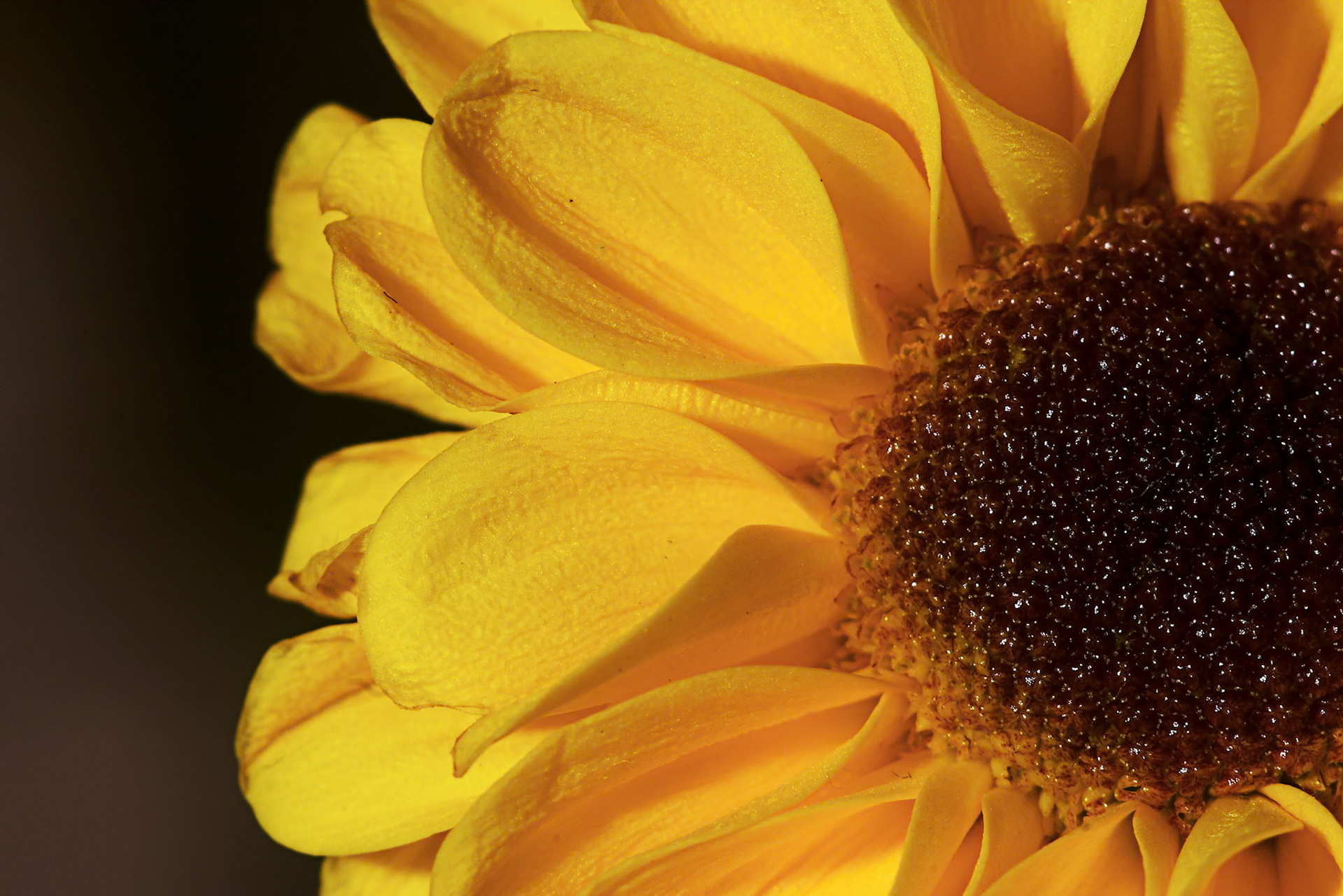 Capturefile: P:\Mahin's Photoshop Album\Canon 10D\2003-11-08\Raw\CRW_3471.CRWCaptureSN: 330202319-2343471.325168Software: Capture One DSLR 1.2 Limited Edition for Windows