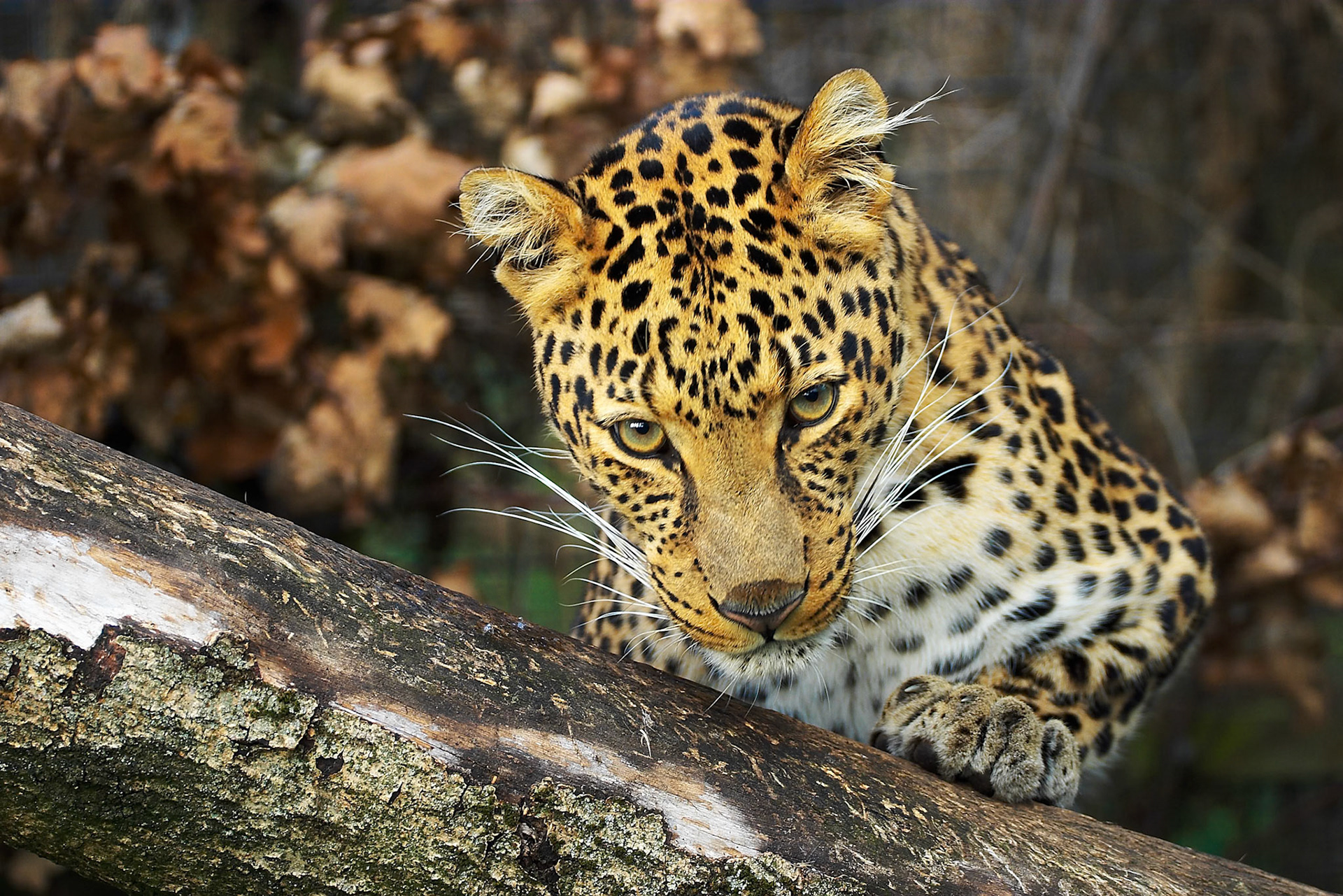 Capturefile: P:\Mahin's Photoshop Album\Canon 10D\2003-11-15\Raw\CRW_3906.CRWCaptureSN: 330202319-2393906.904458Software: Capture One DSLR 1.2 Limited Edition for Windows