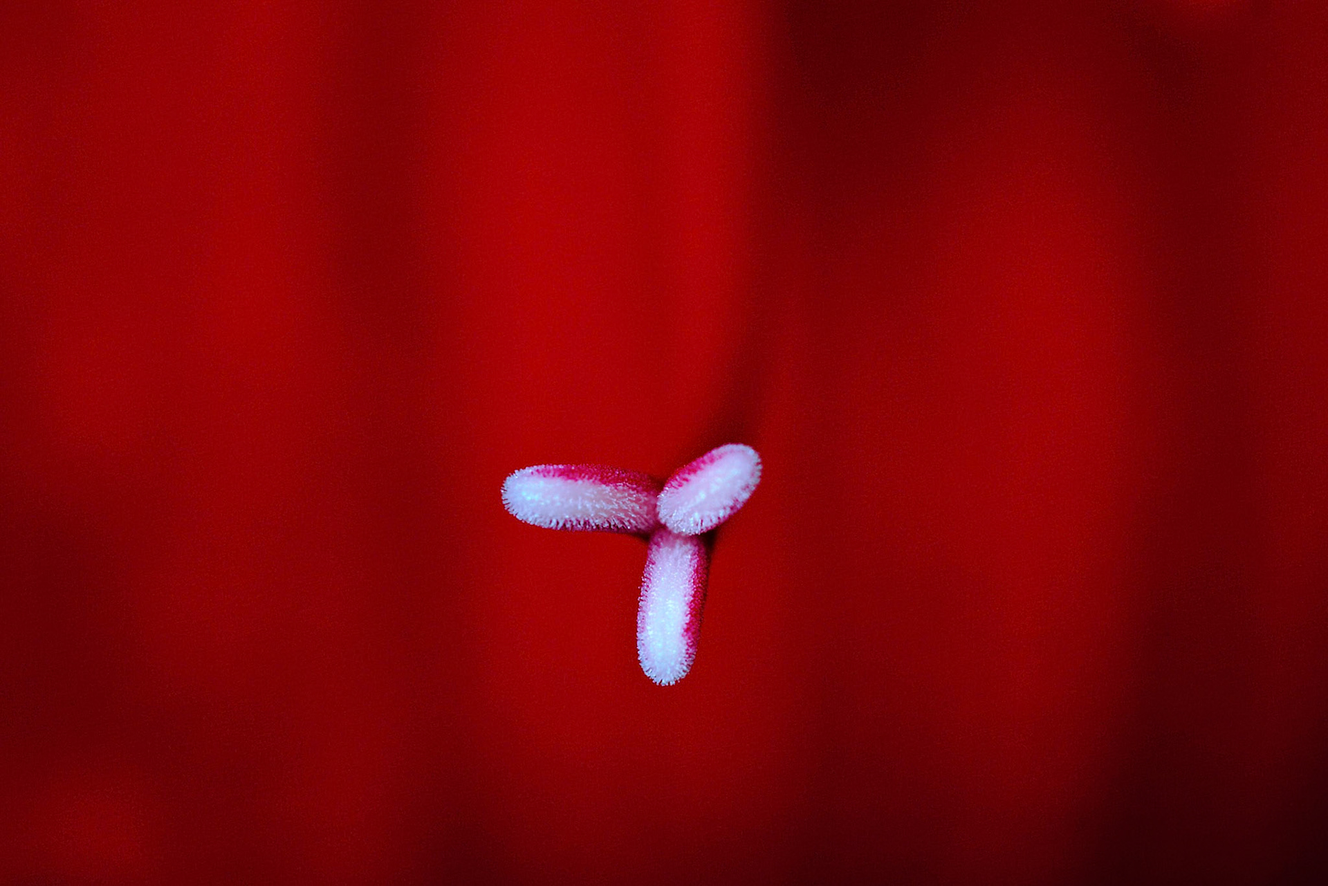Digitial Image