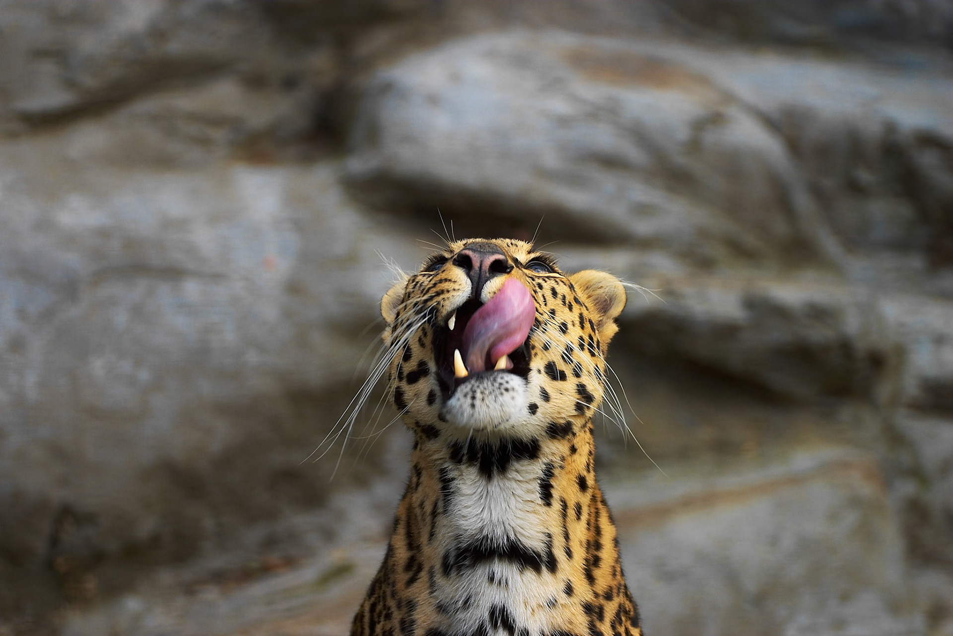 Capturefile: P:\Mahin's Photoshop Album\Canon 10D\2003-11-15\Raw\CRW_3888.CRWCaptureSN: 330202319-2383888.904210Software: Capture One DSLR 1.2 Limited Edition for Windows