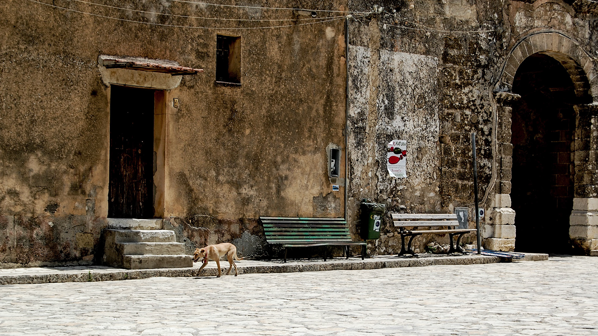 Hund på Sicilien.