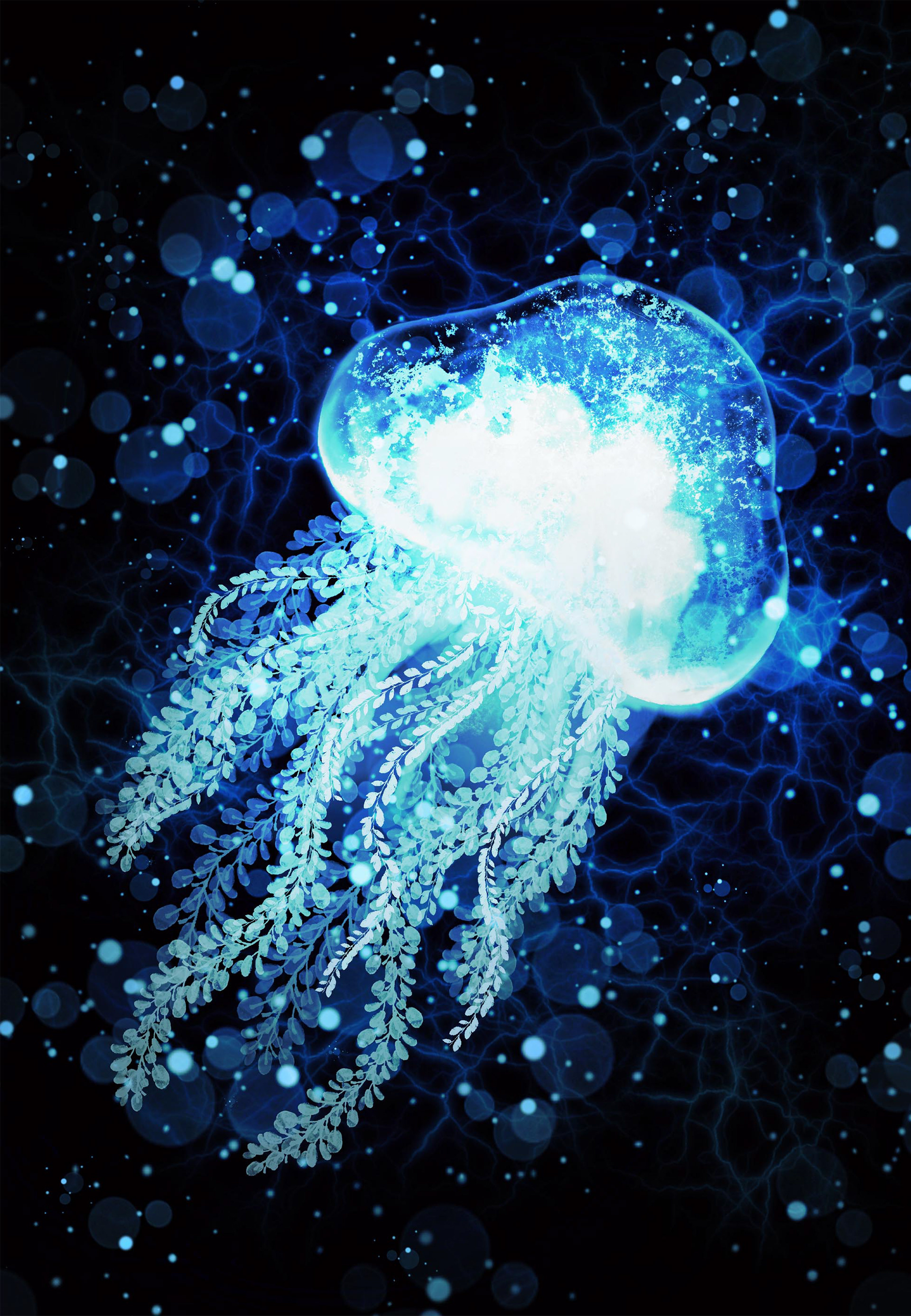 Jellyfish