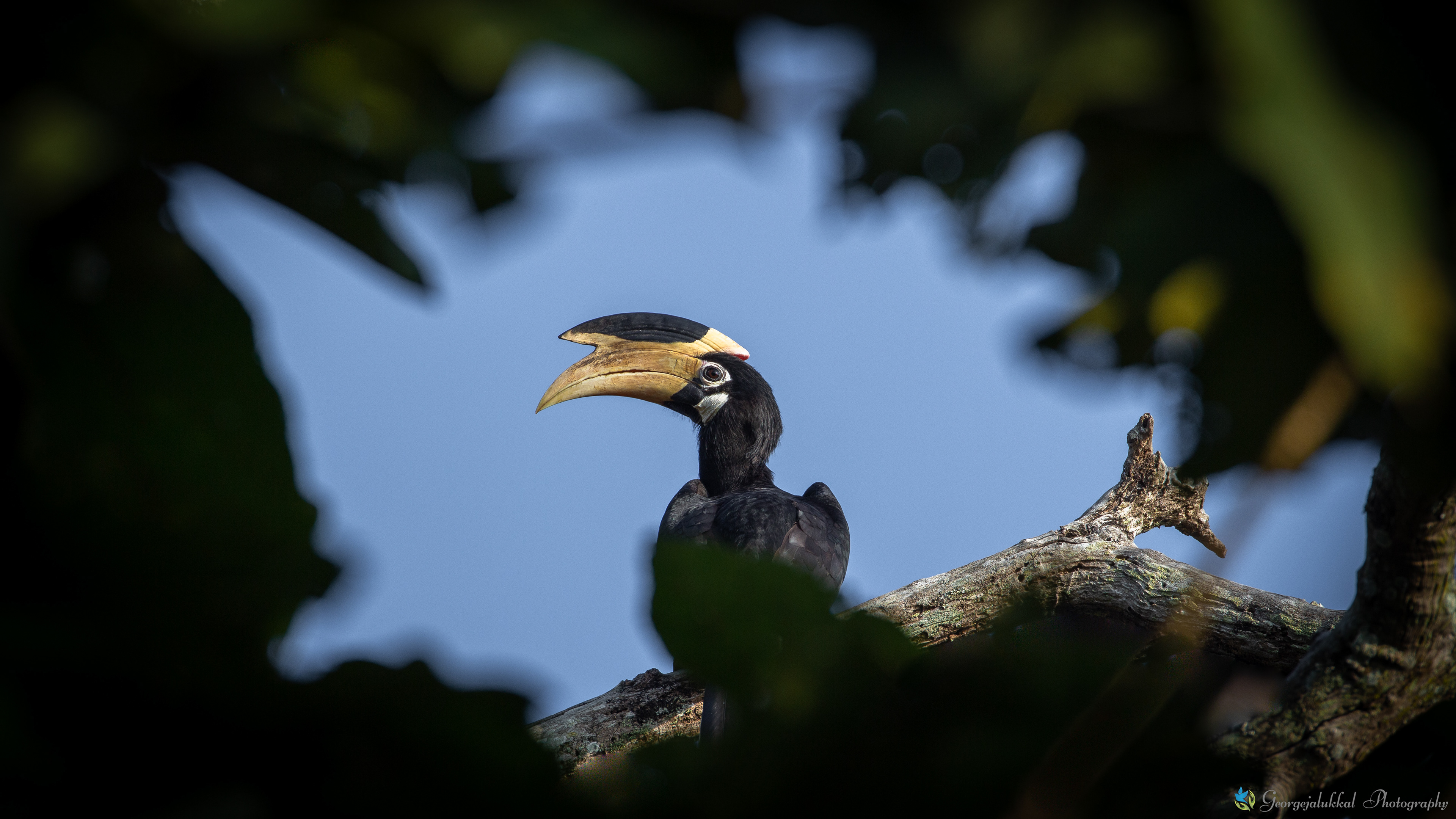 Malabar pied hornbill | പാണ്ടന് വേഴാമ്പല്
