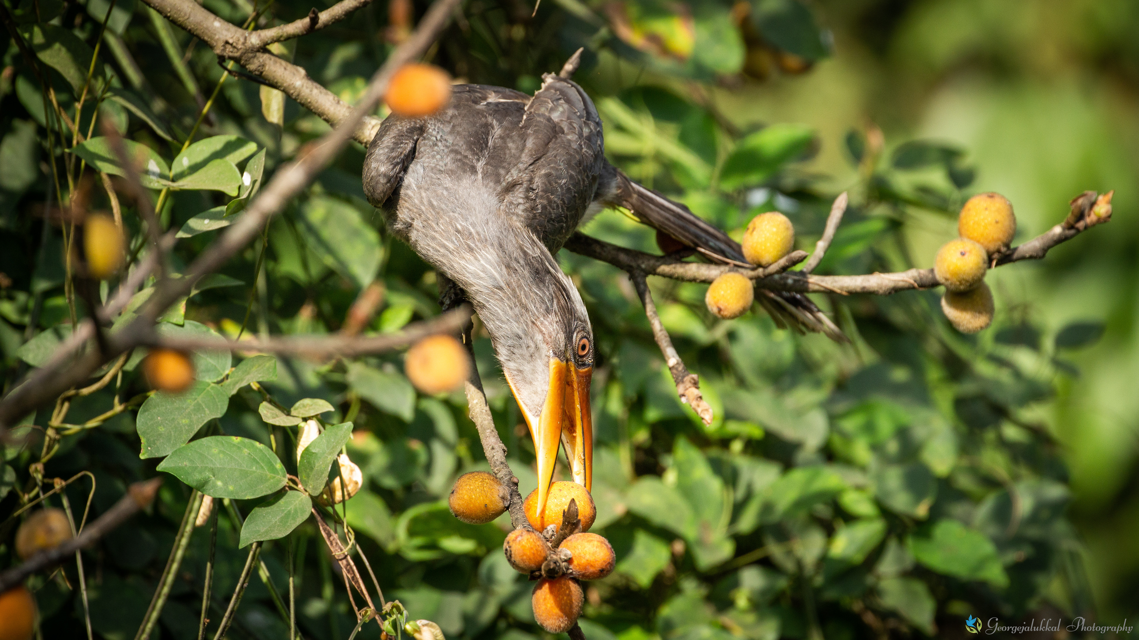 Malabar grey hornbill | കോഴി വേഴാമ്പല്