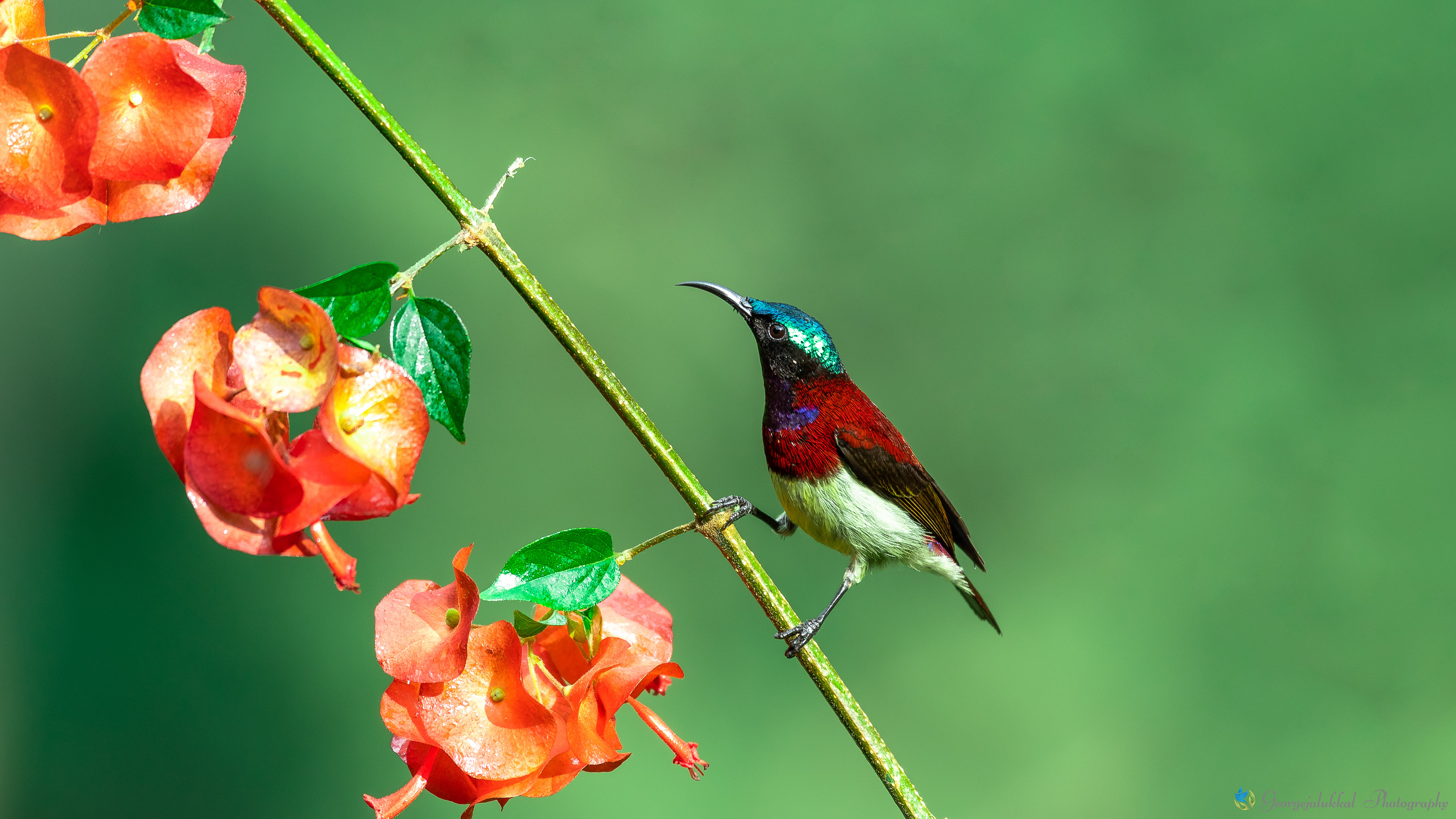 Crimson backed sunbird | ചെറുതേന്കിളി