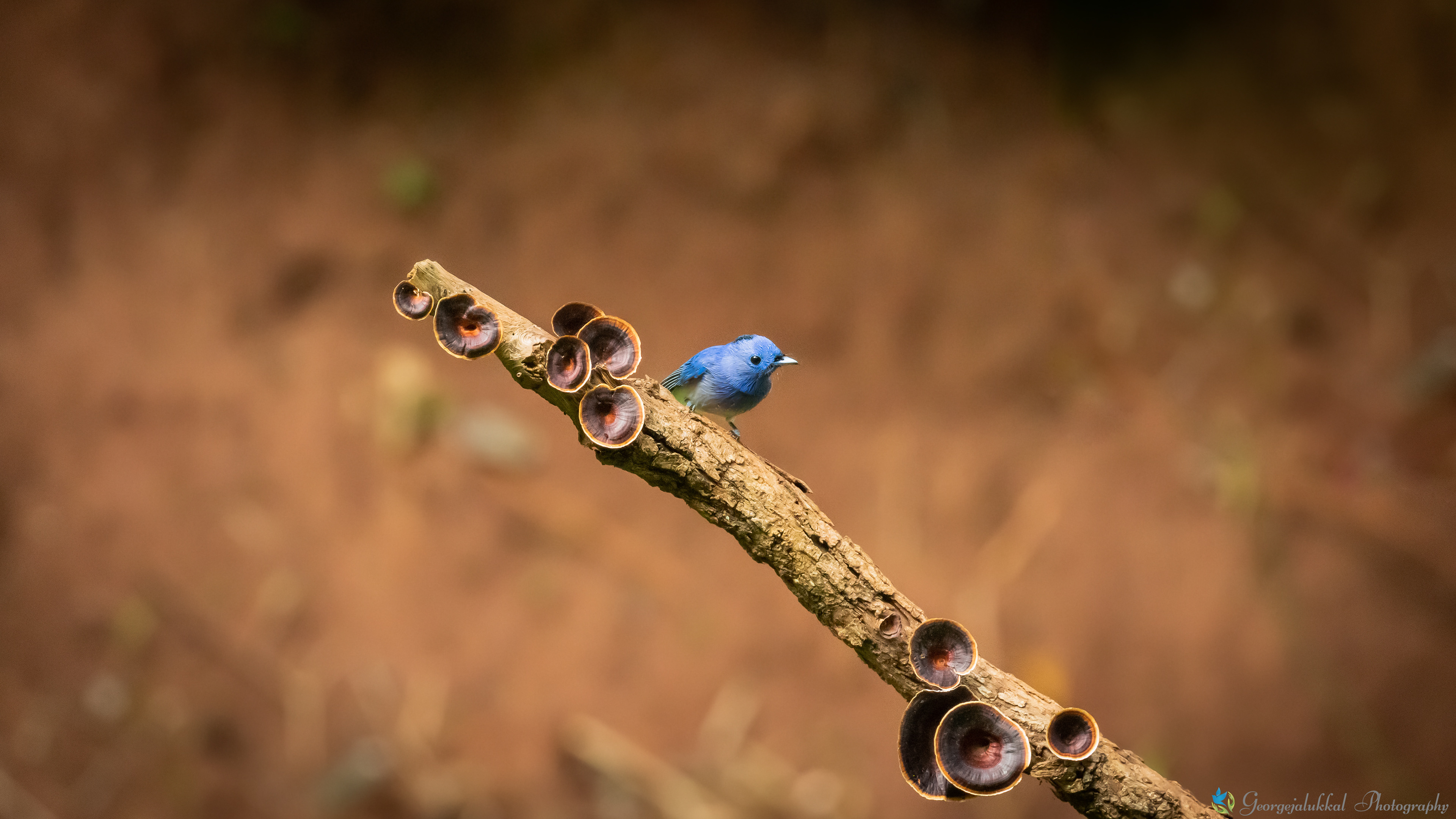 Black naped monarch | വെണ്നീലി