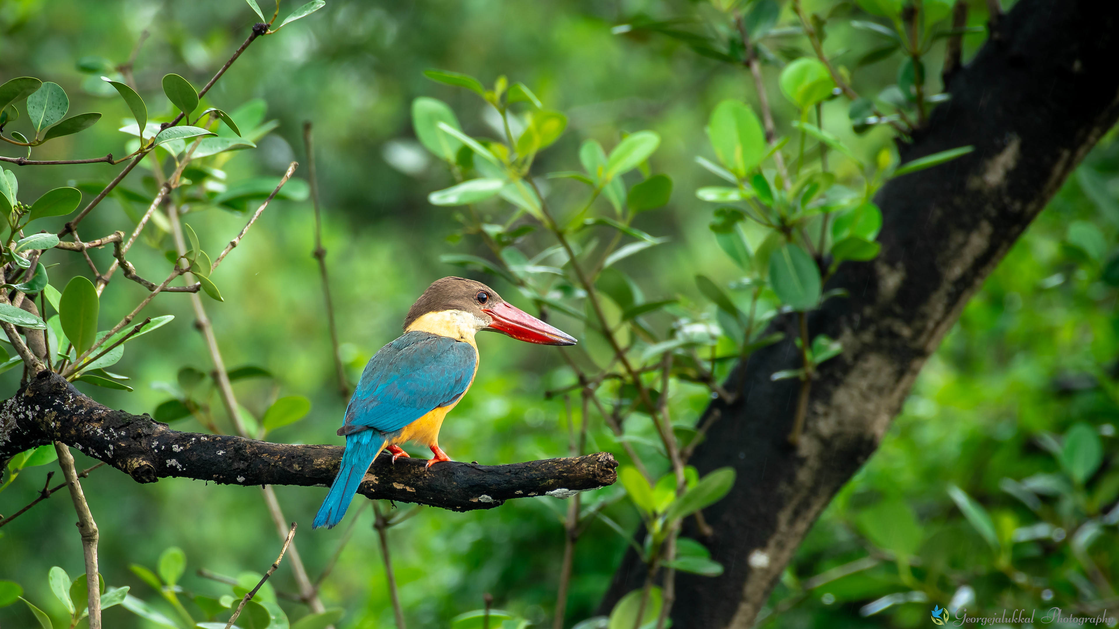 Stork billed kingfisher | കാക്കമീൻകൊത്തി