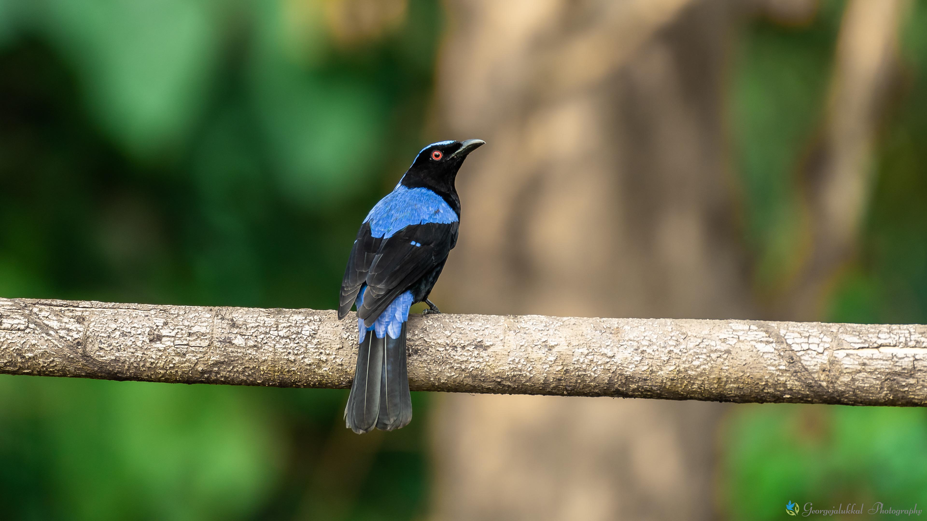 Asian fairy Bluebird | ലളിത