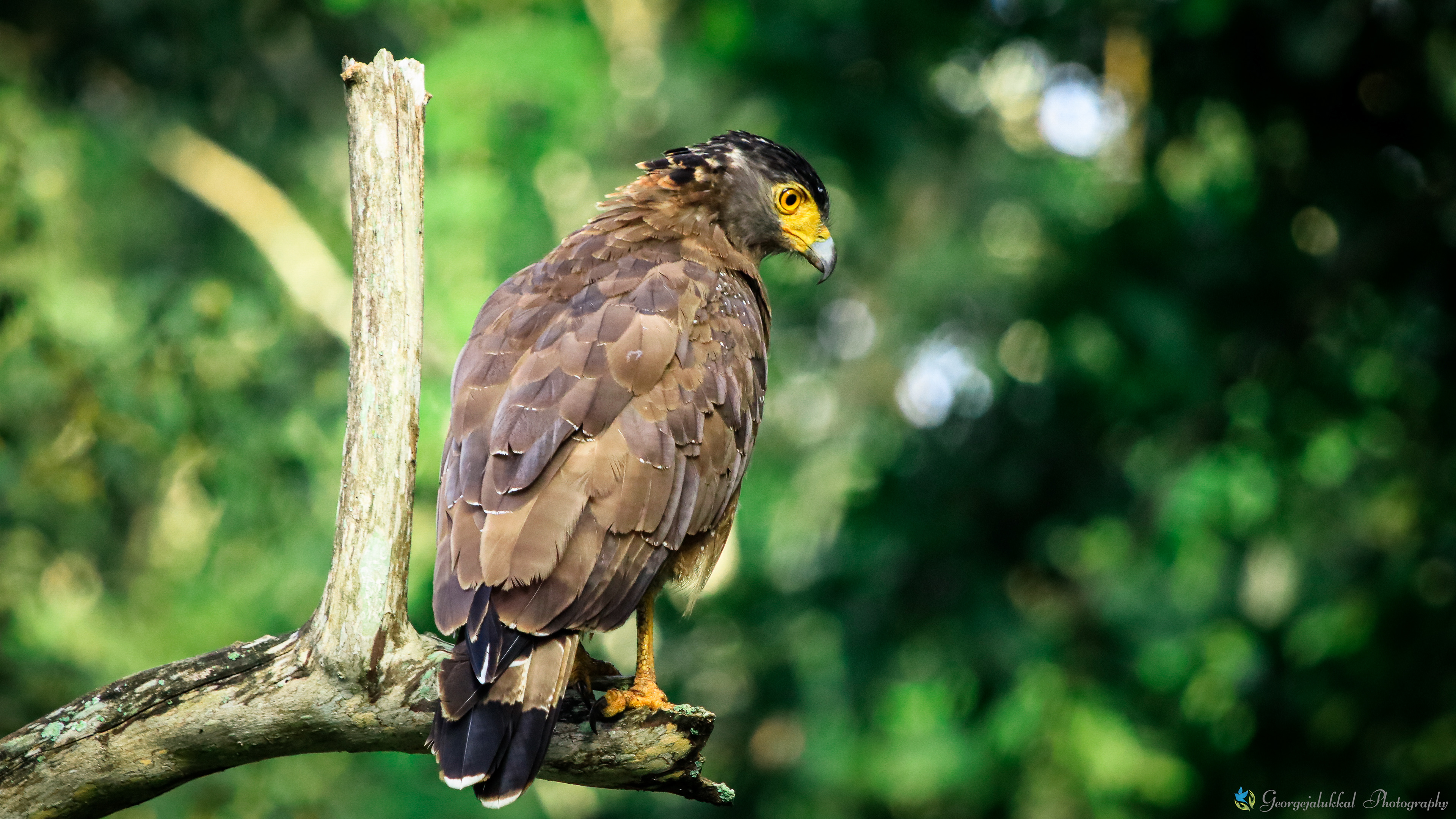 Crested serpent eagle | ചുട്ടിപ്പരുന്ത്