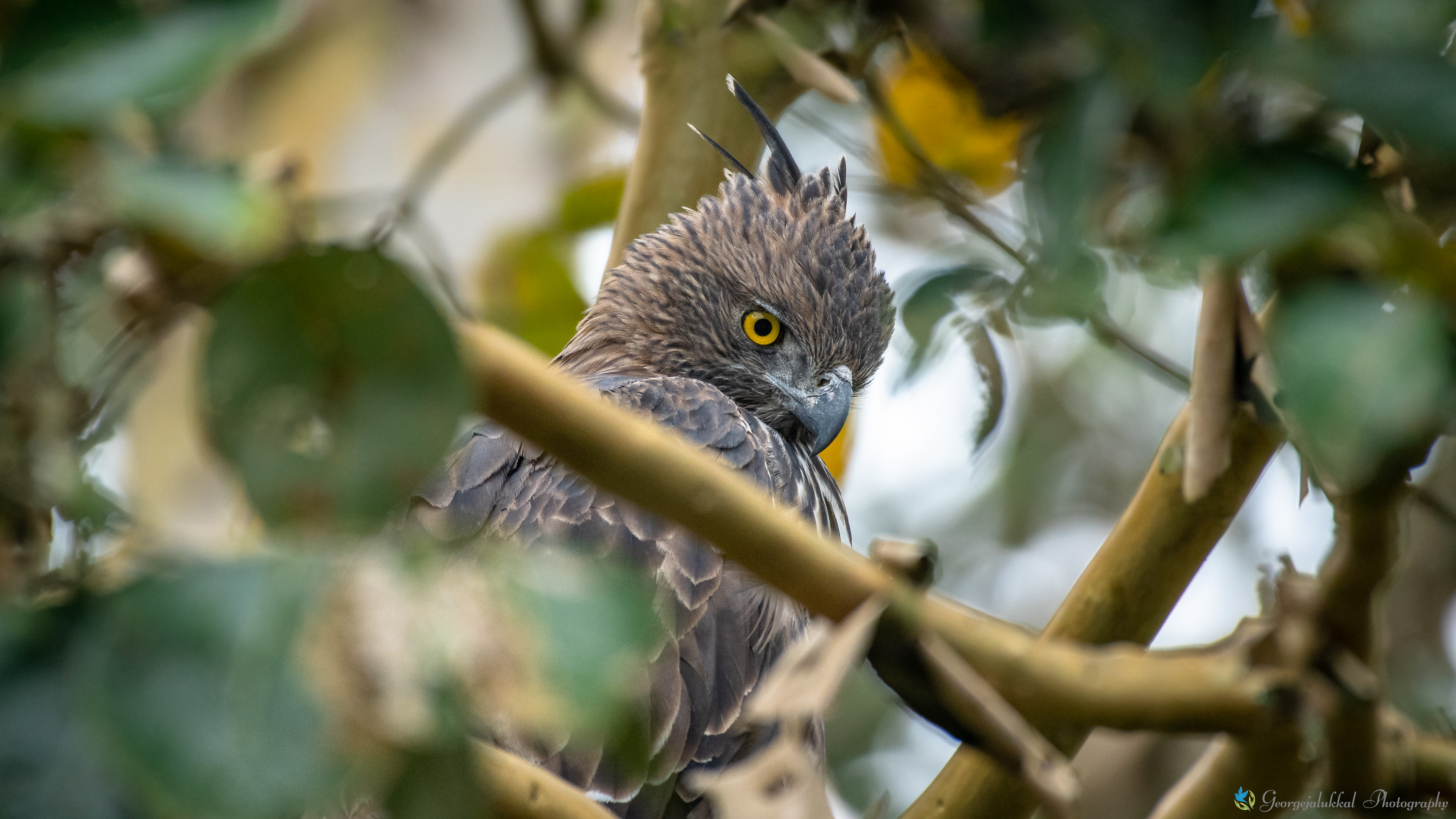 Crested hawk eagle | കിന്നരിപ്പരുന്ത്