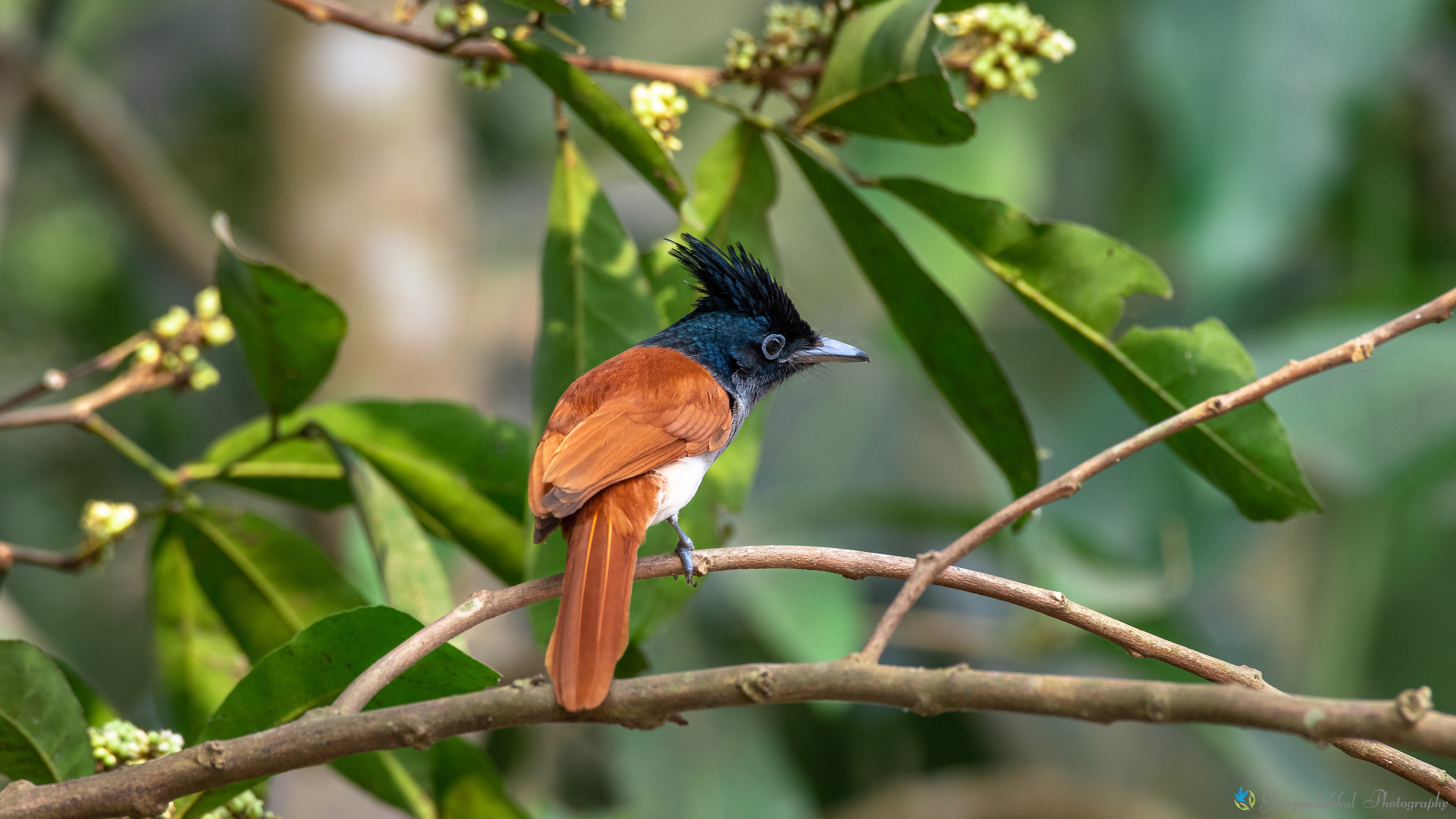 Indian paradise flycatcher | നാകമോഹന്