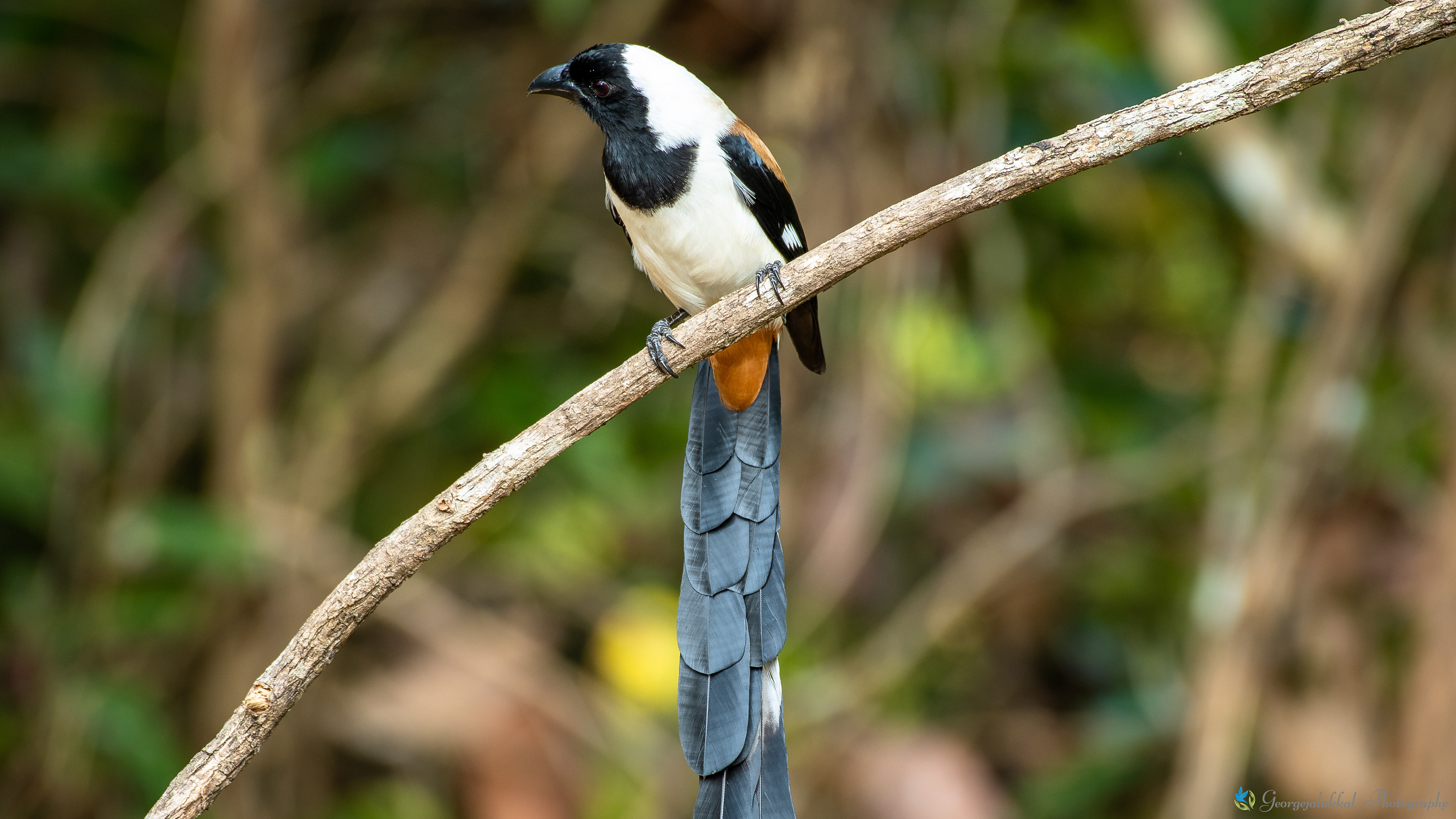 White bellied treepie | കാട്ടുഞ്ഞാലി