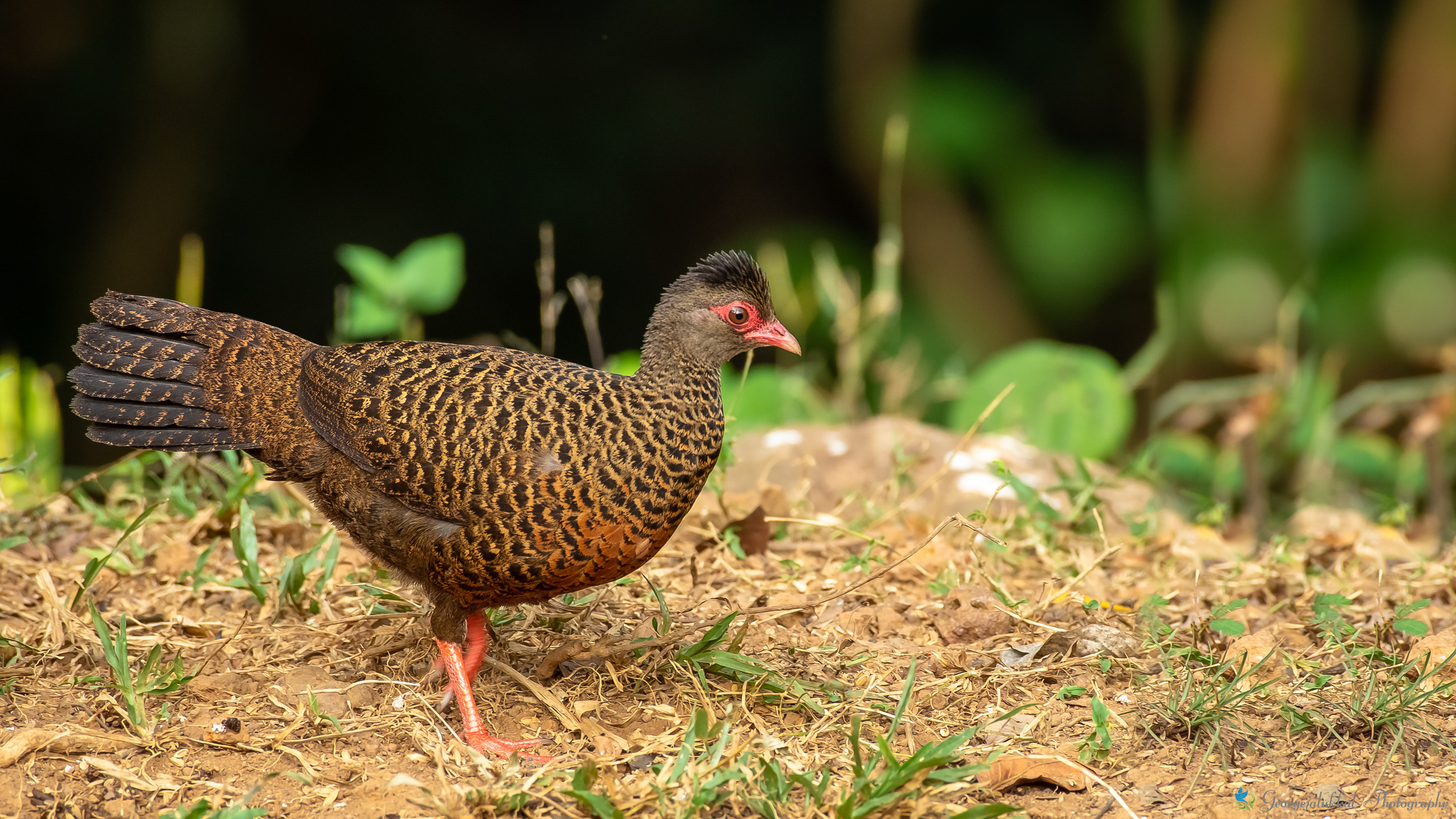 Red spurfowl, Female | ചെമ്പന് മുള്ളന്കോഴി