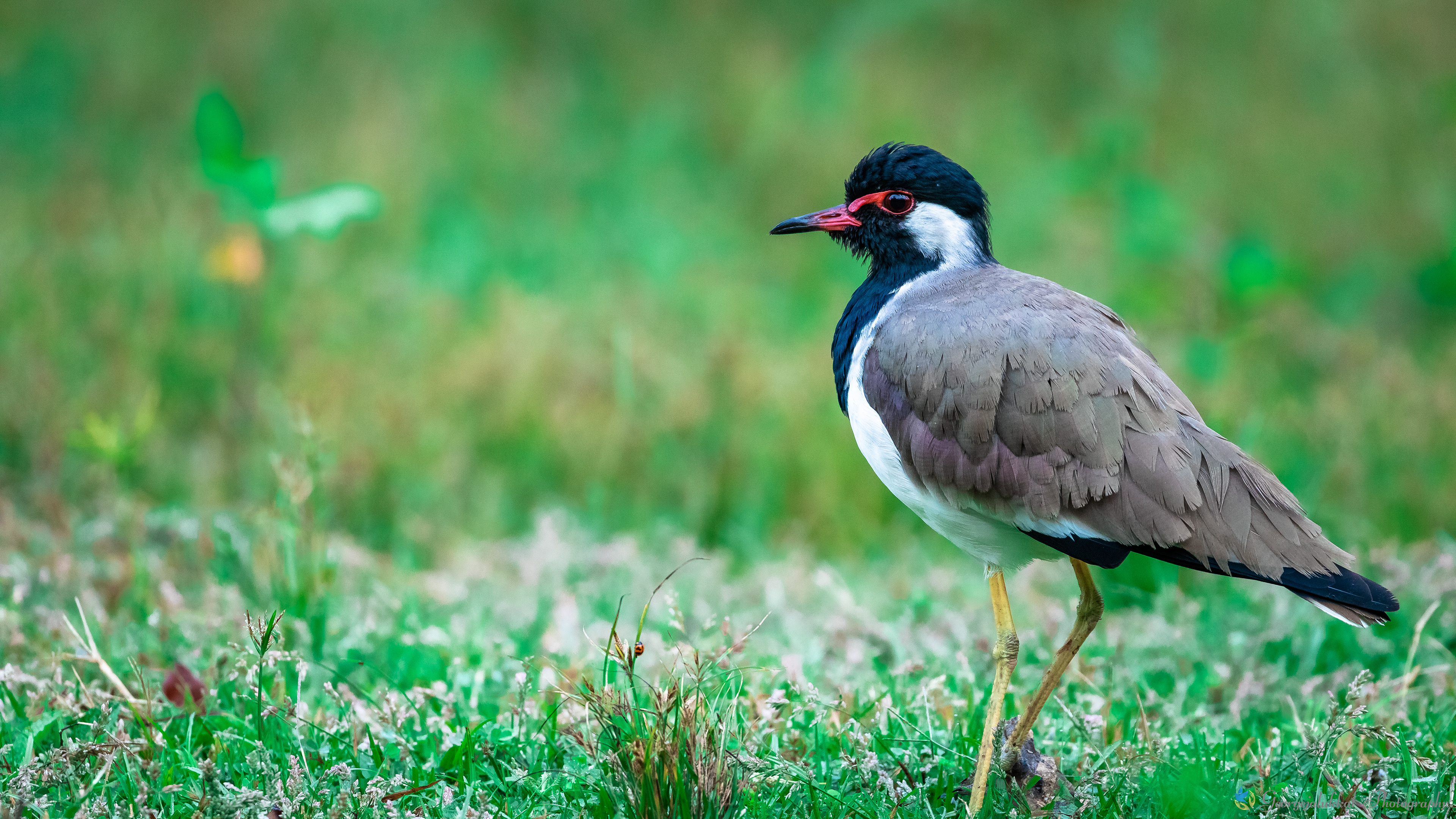 Red wattled lapwing | ചെങ്കണ്ണി തിത്തിരി