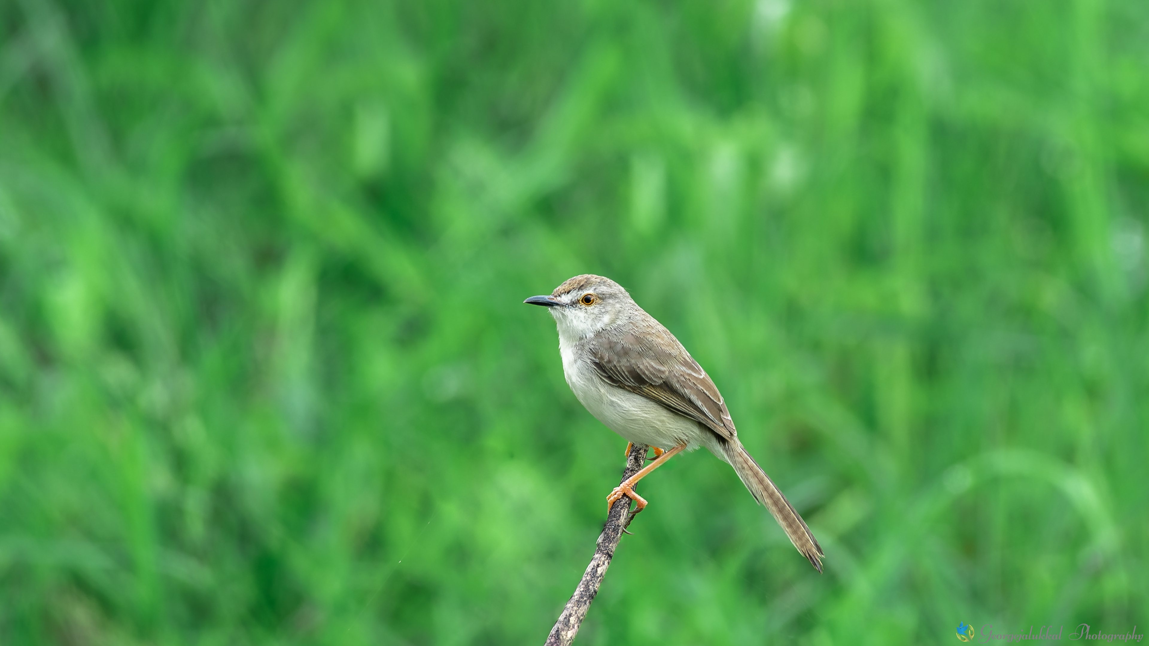 Plain prinia | വയൽക്കുരുവി