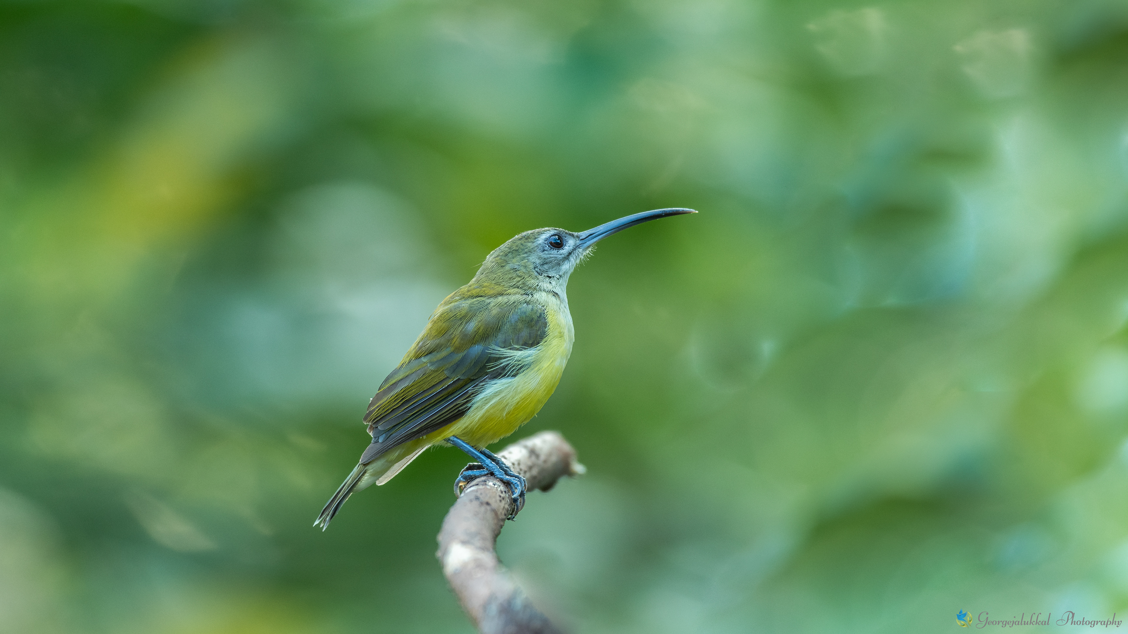 Little spiderhunter | തേൻകിളിമാടൻ