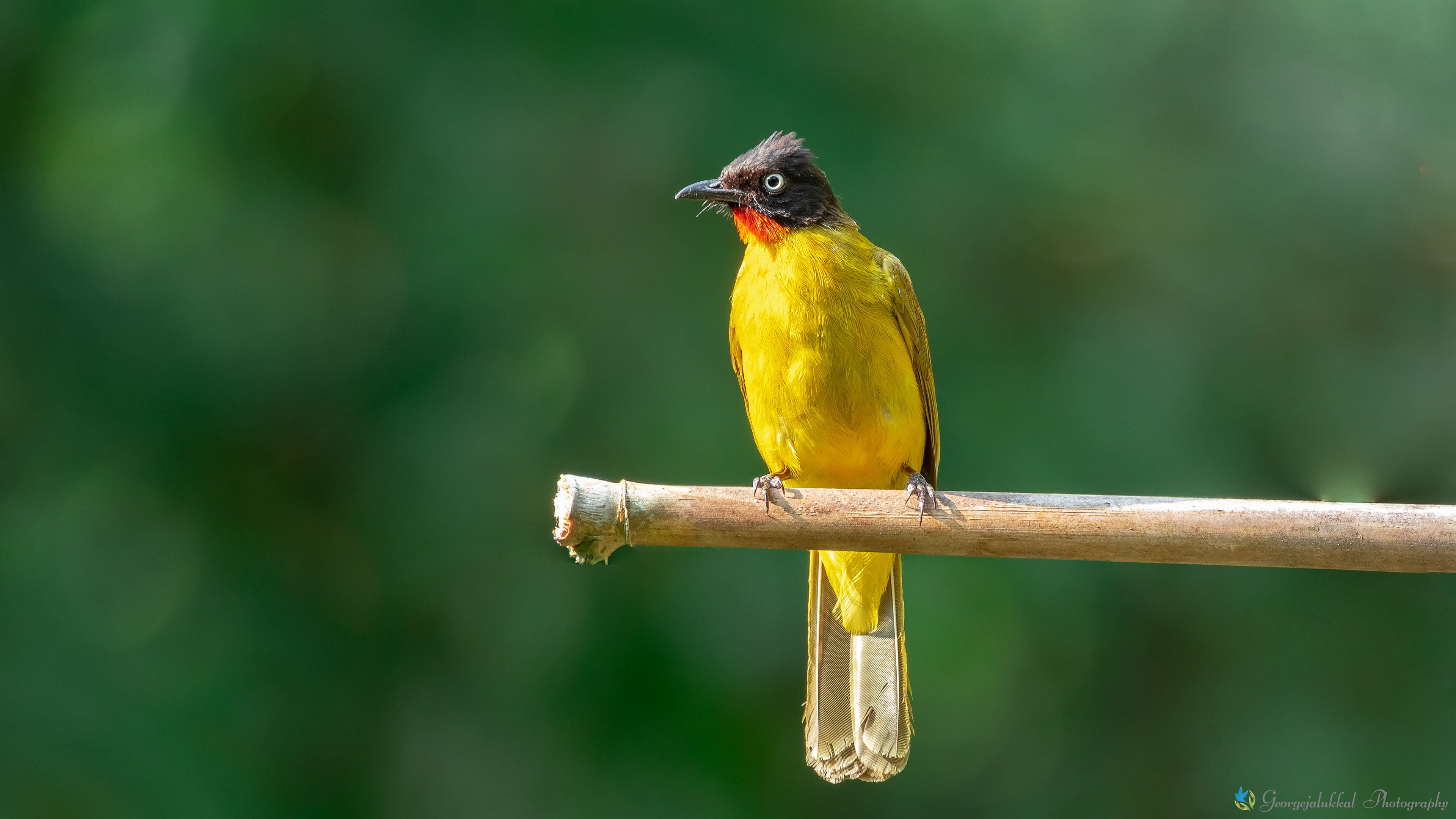 Flame throated bulbul | മണികണ്ഠന്