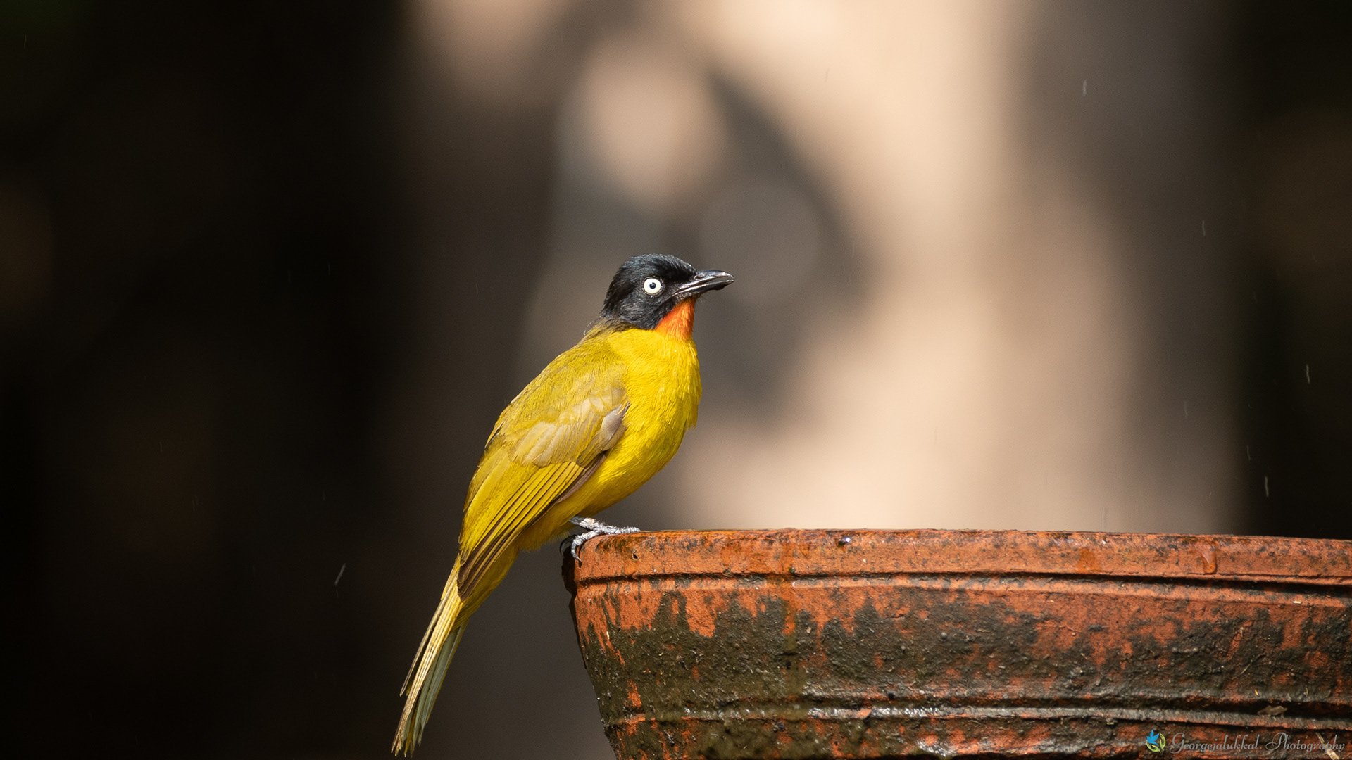 Flame throated bulbul | മണികണ്ഠന്