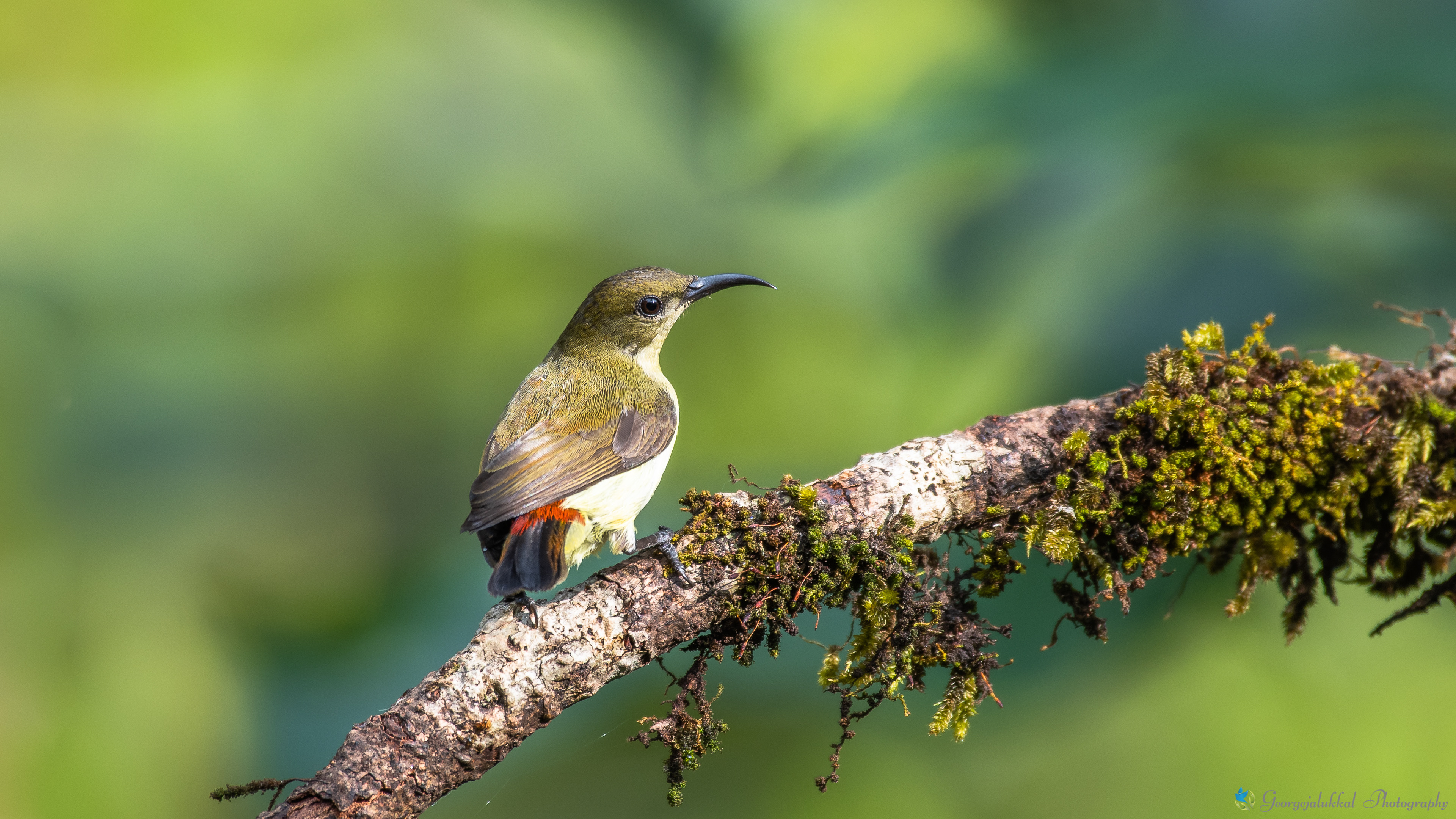 Crimson backed sunbird (f) | ചെറുതേന്കിളി
