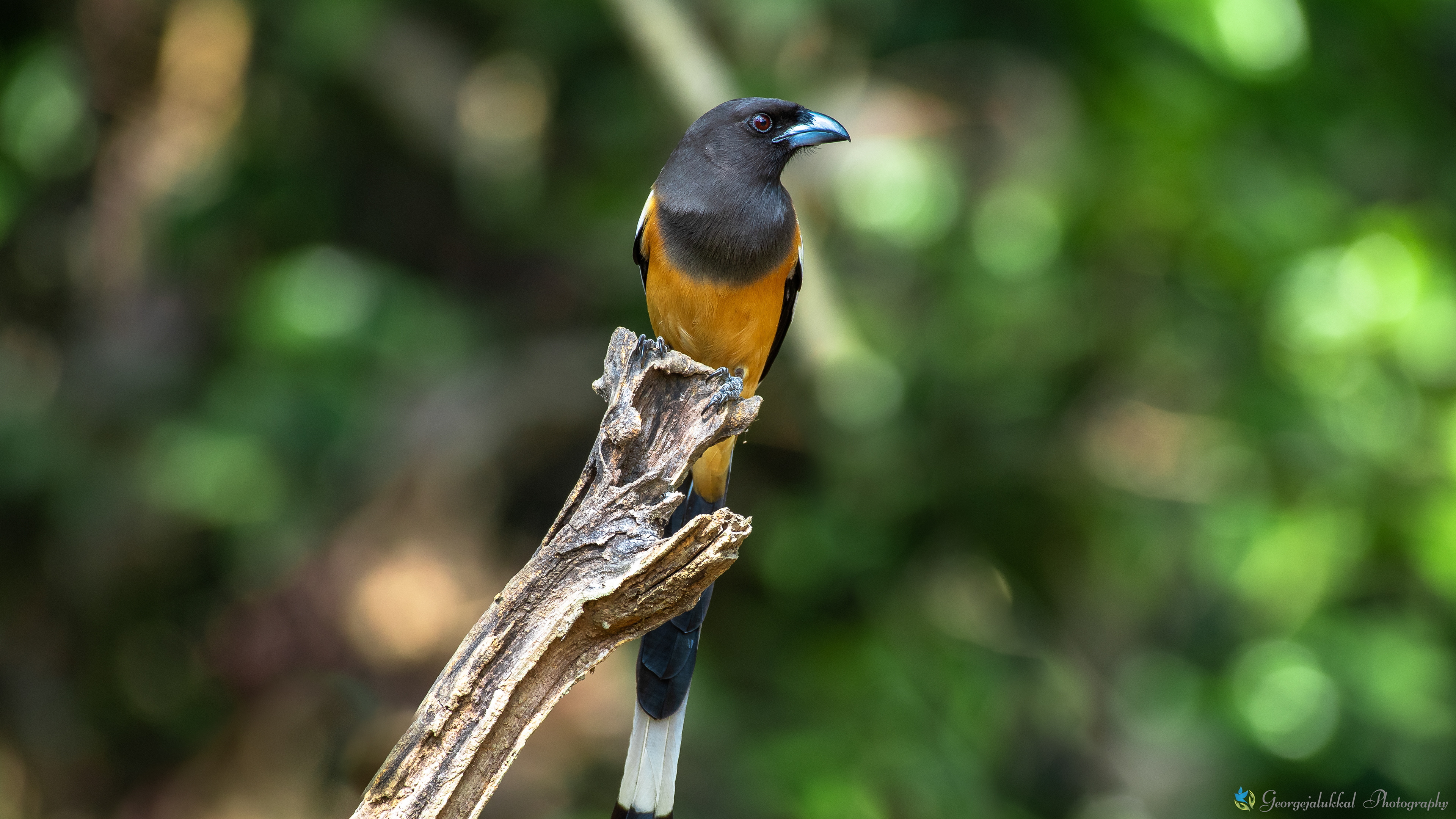 Rufous treepie | ഓലേഞ്ഞാലി