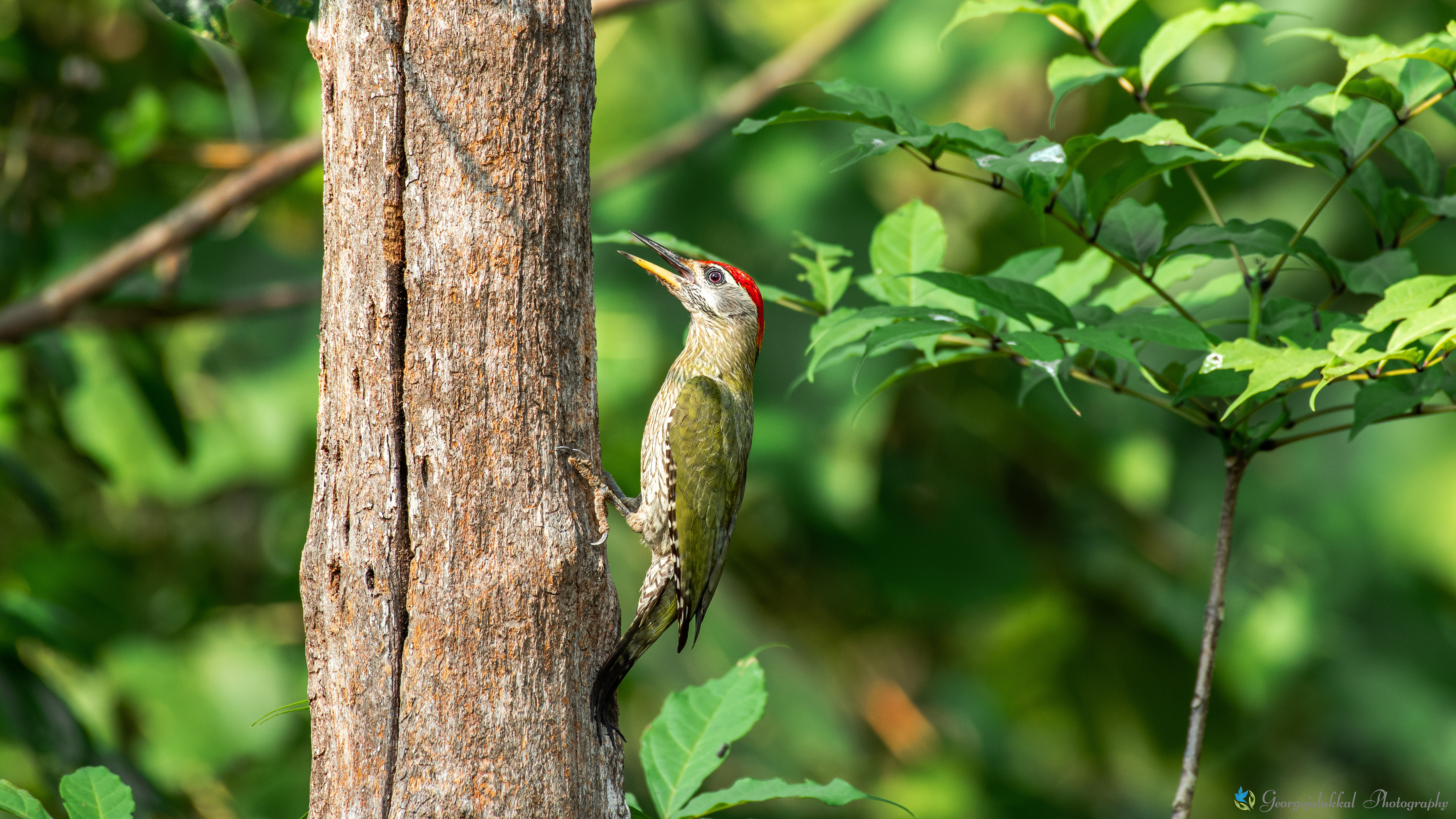 Streak throated woodpecker | മഞ്ഞക്കണ്ണി 