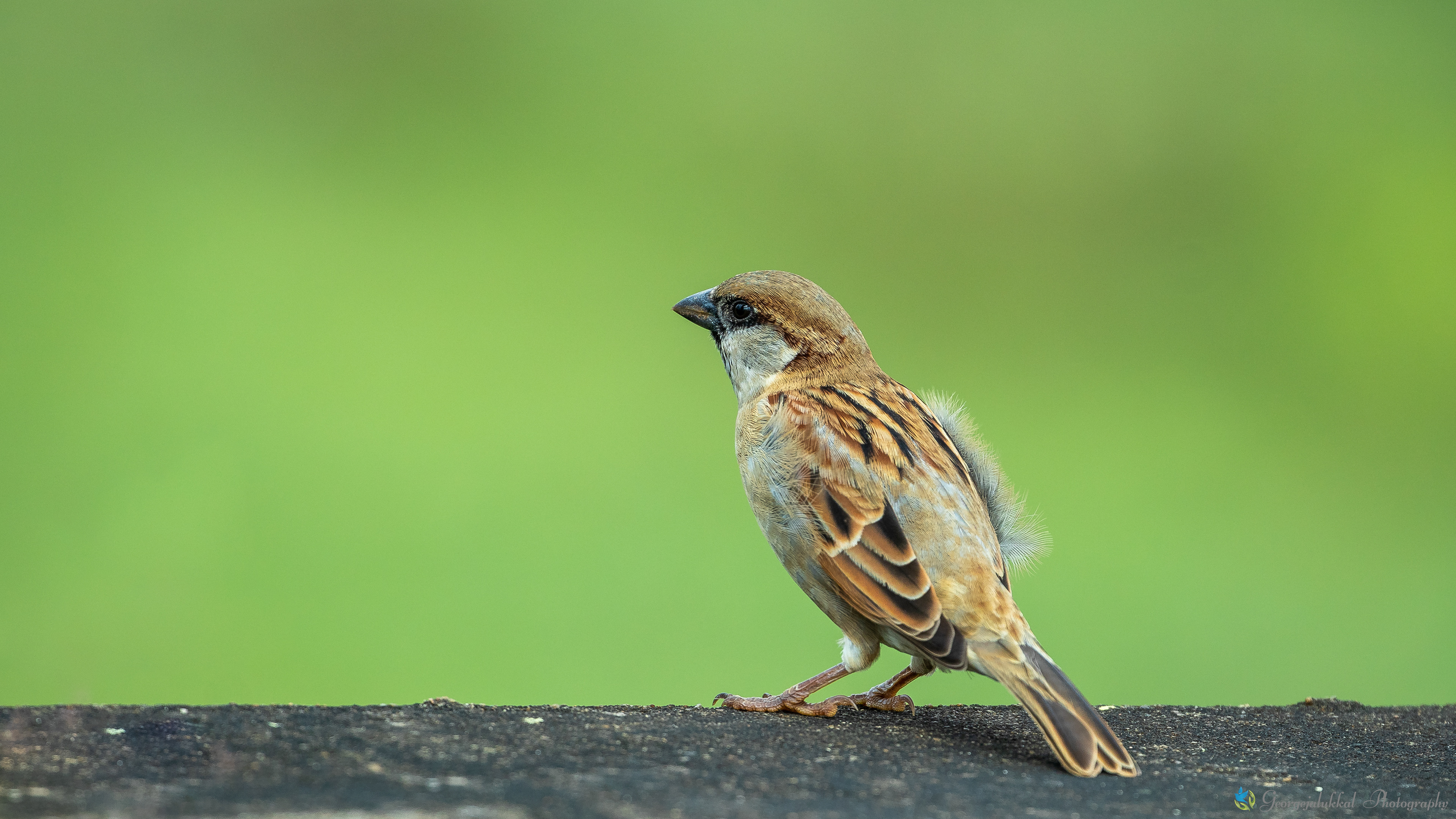 House sparrow | അങ്ങാടിക്കുരുവി