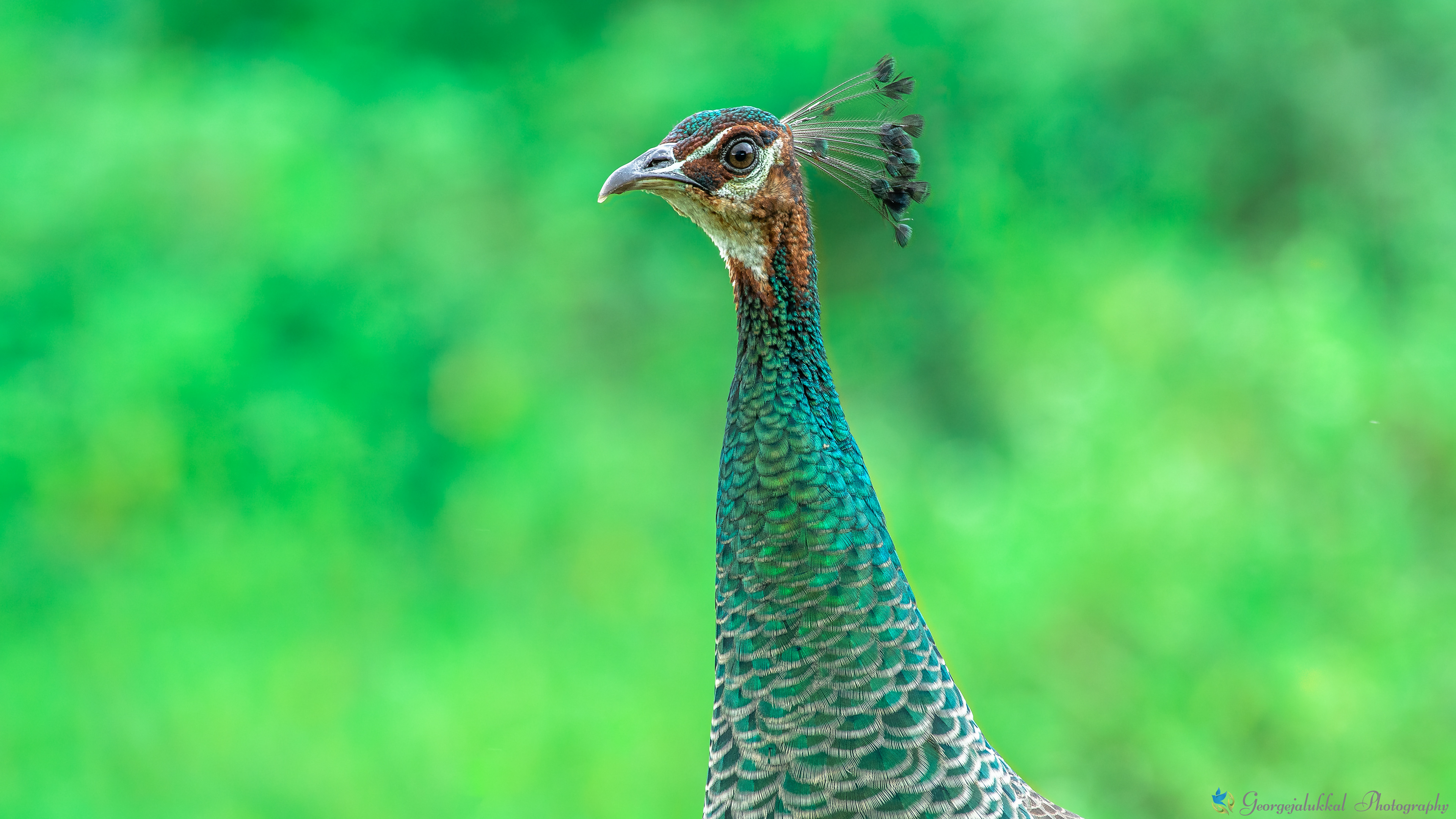 Indian peafowl | മയിൽ