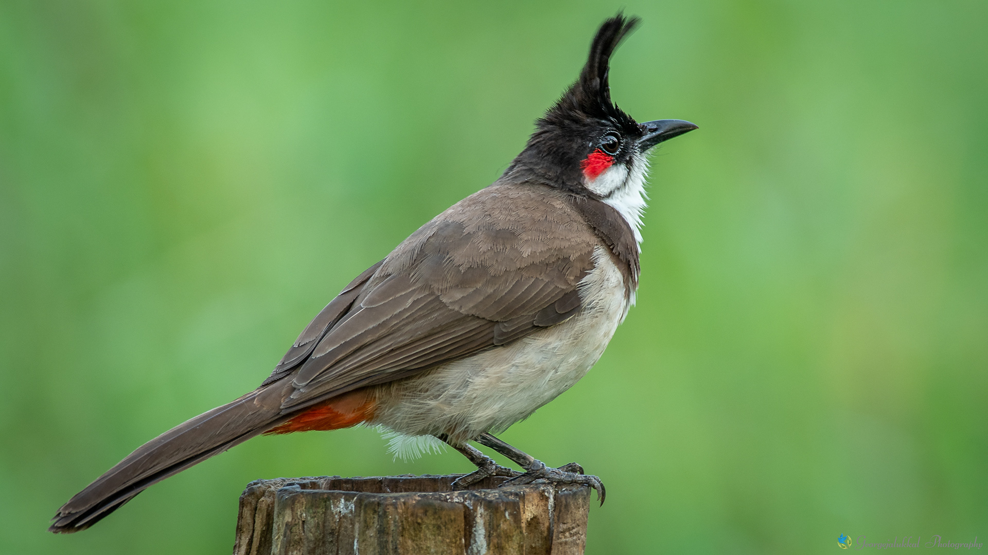 Red whiskered bulbul | ഇരട്ടത്തലച്ചി