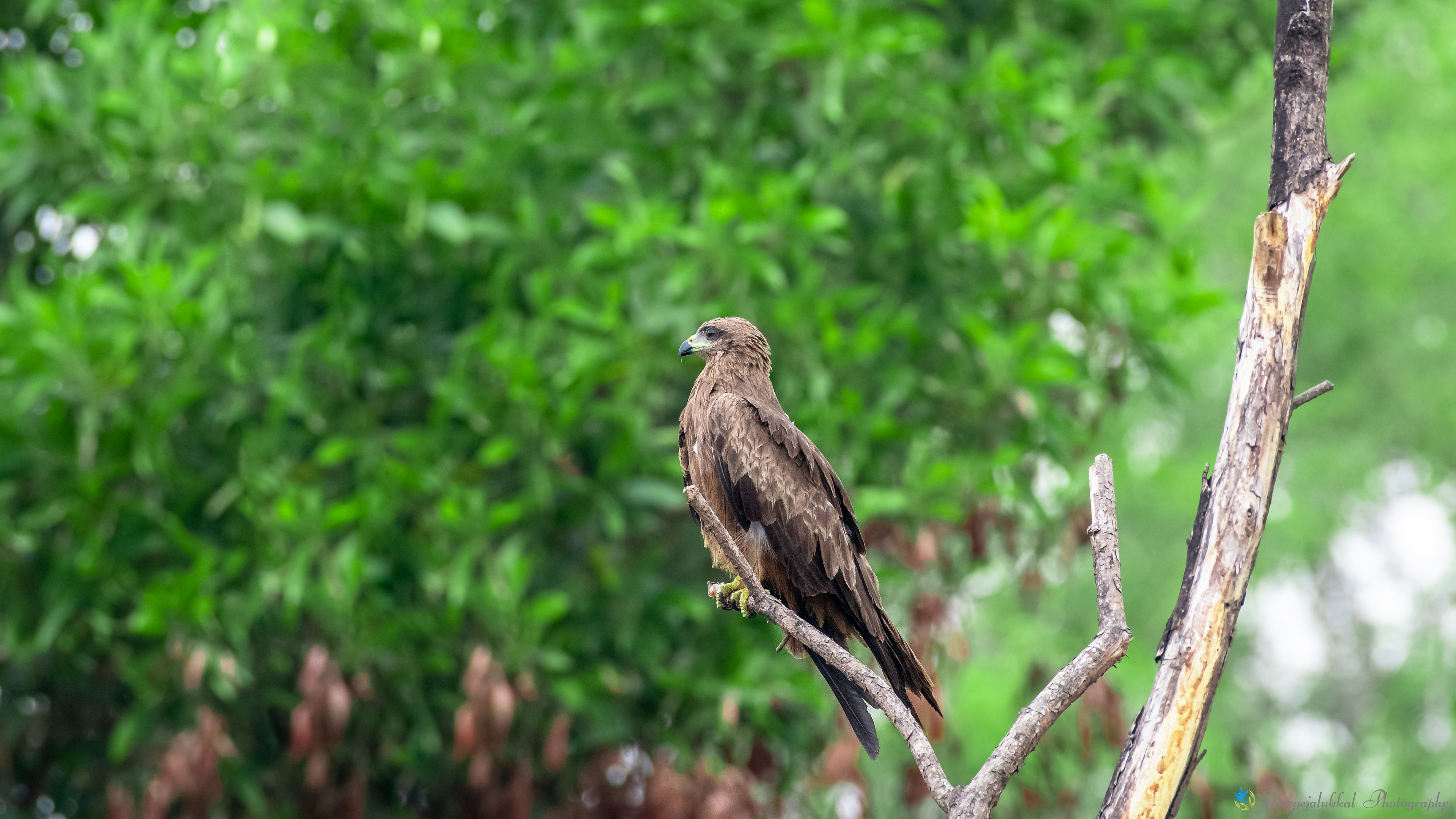 Black kite | ചക്കിപ്പരുന്ത് 