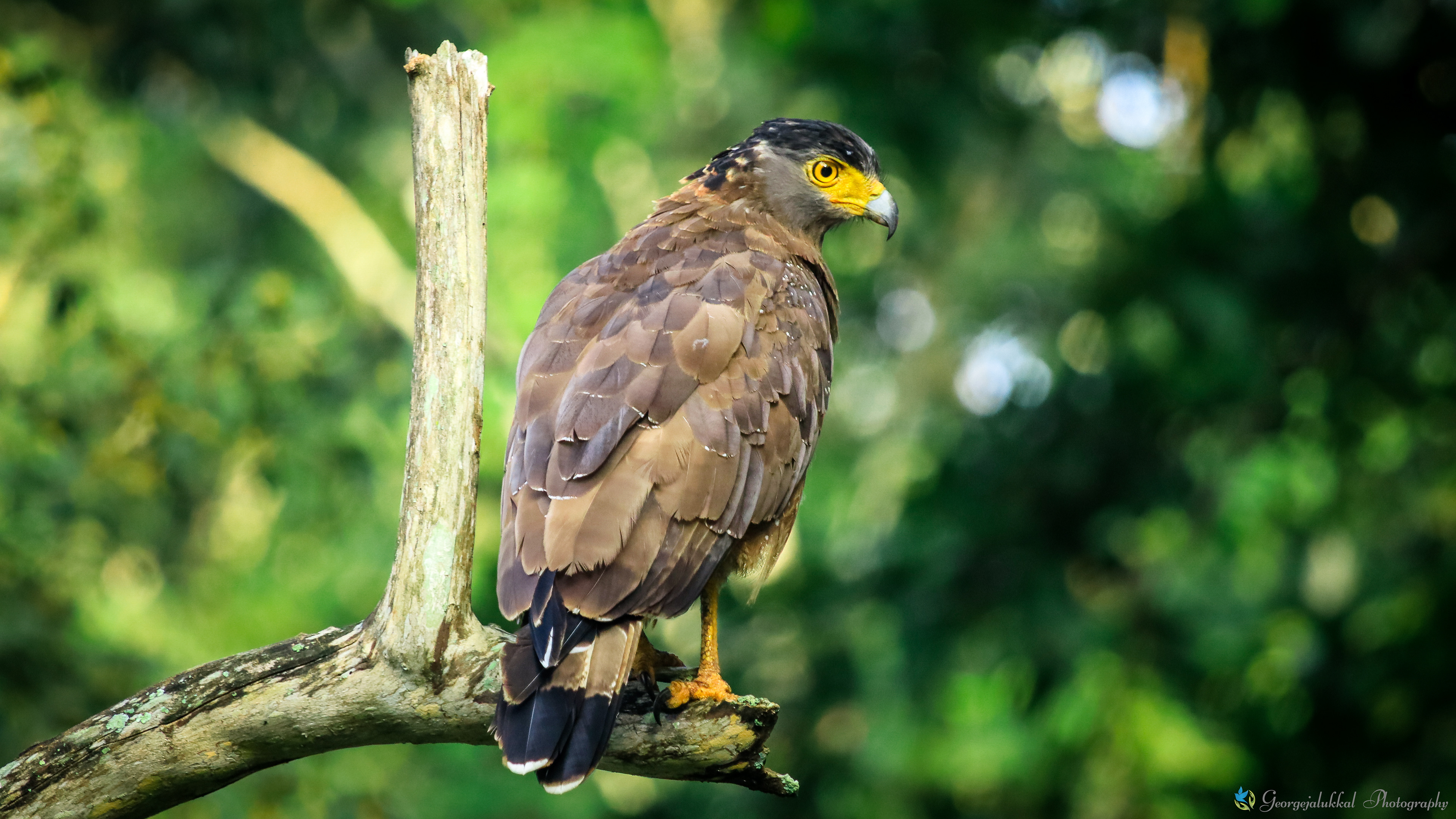 Crested serpent eagle | ചുട്ടിപ്പരുന്ത്