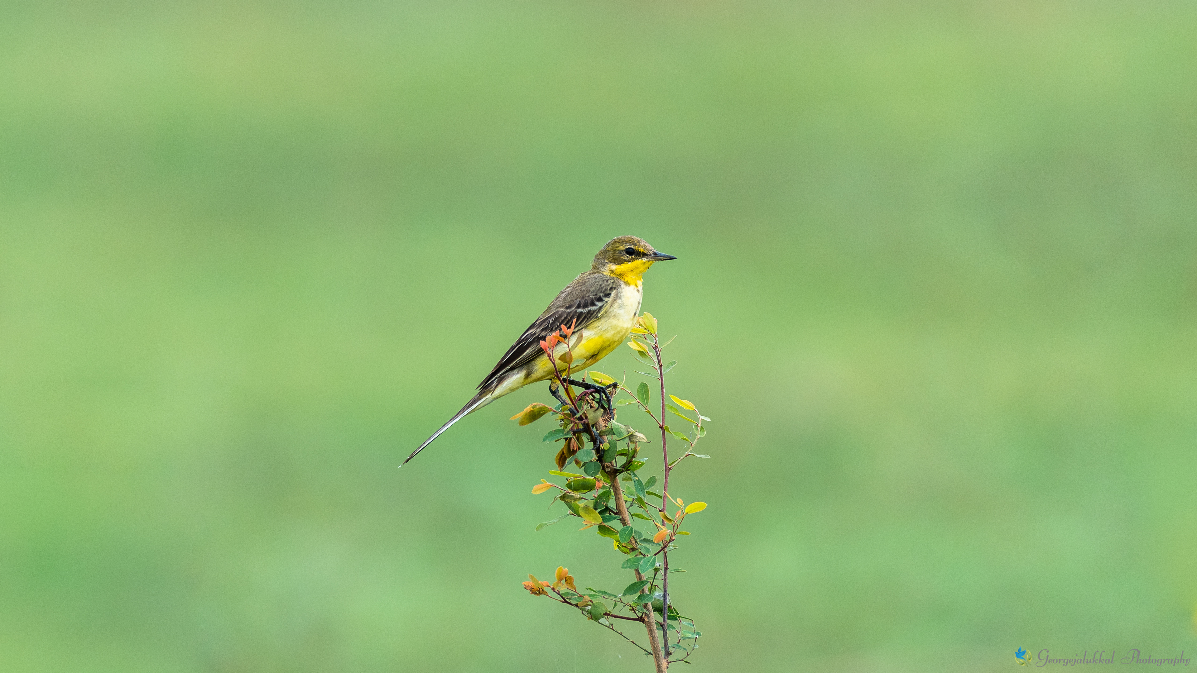 Yellow wagtail | മഞ്ഞ വാലുകുലുക്കി