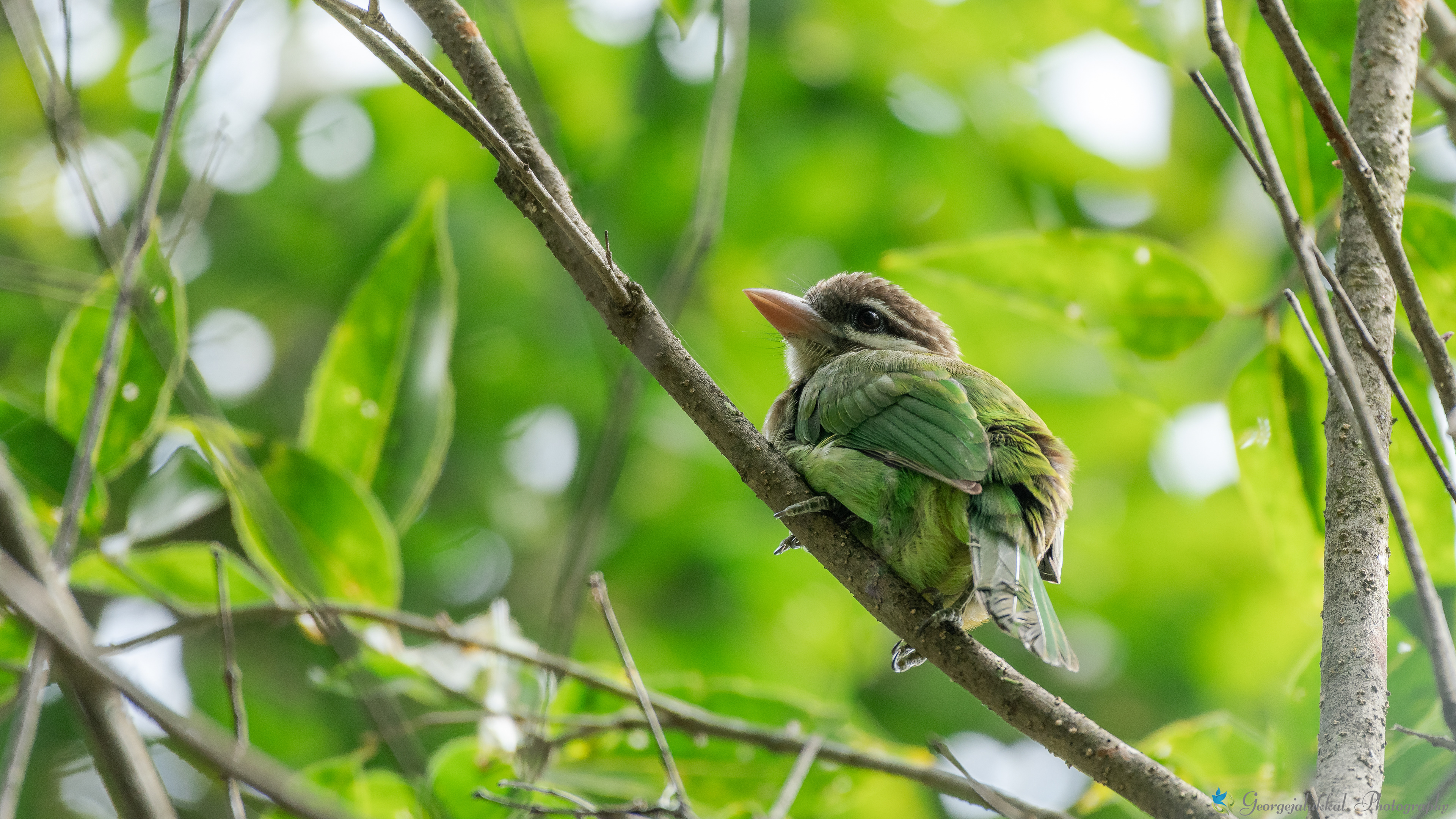 White cheeked barbet | ചിന്നകുട്ടുറുവൻ