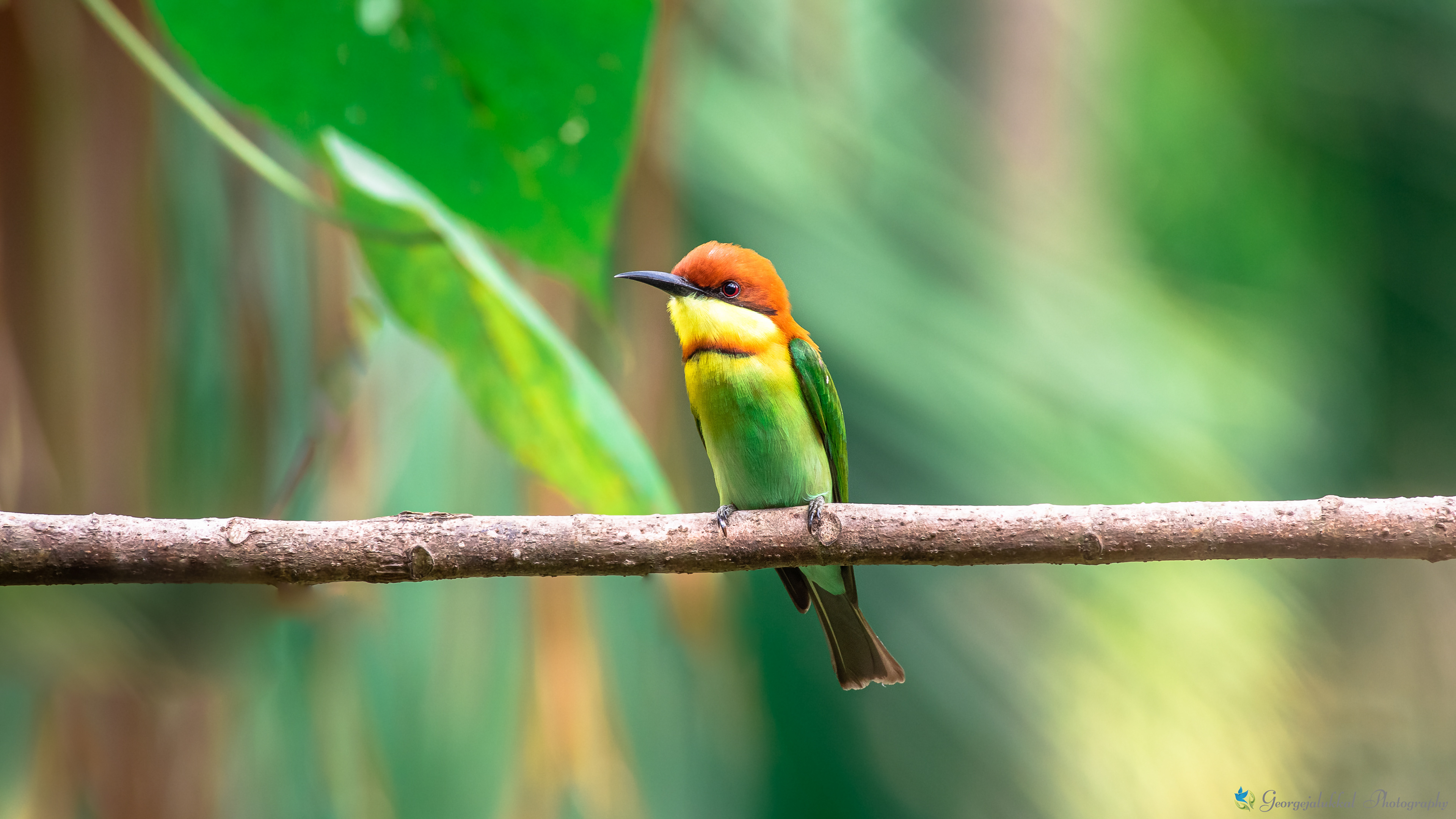 Chestnut headed beeeater | ചെന്തലയന്