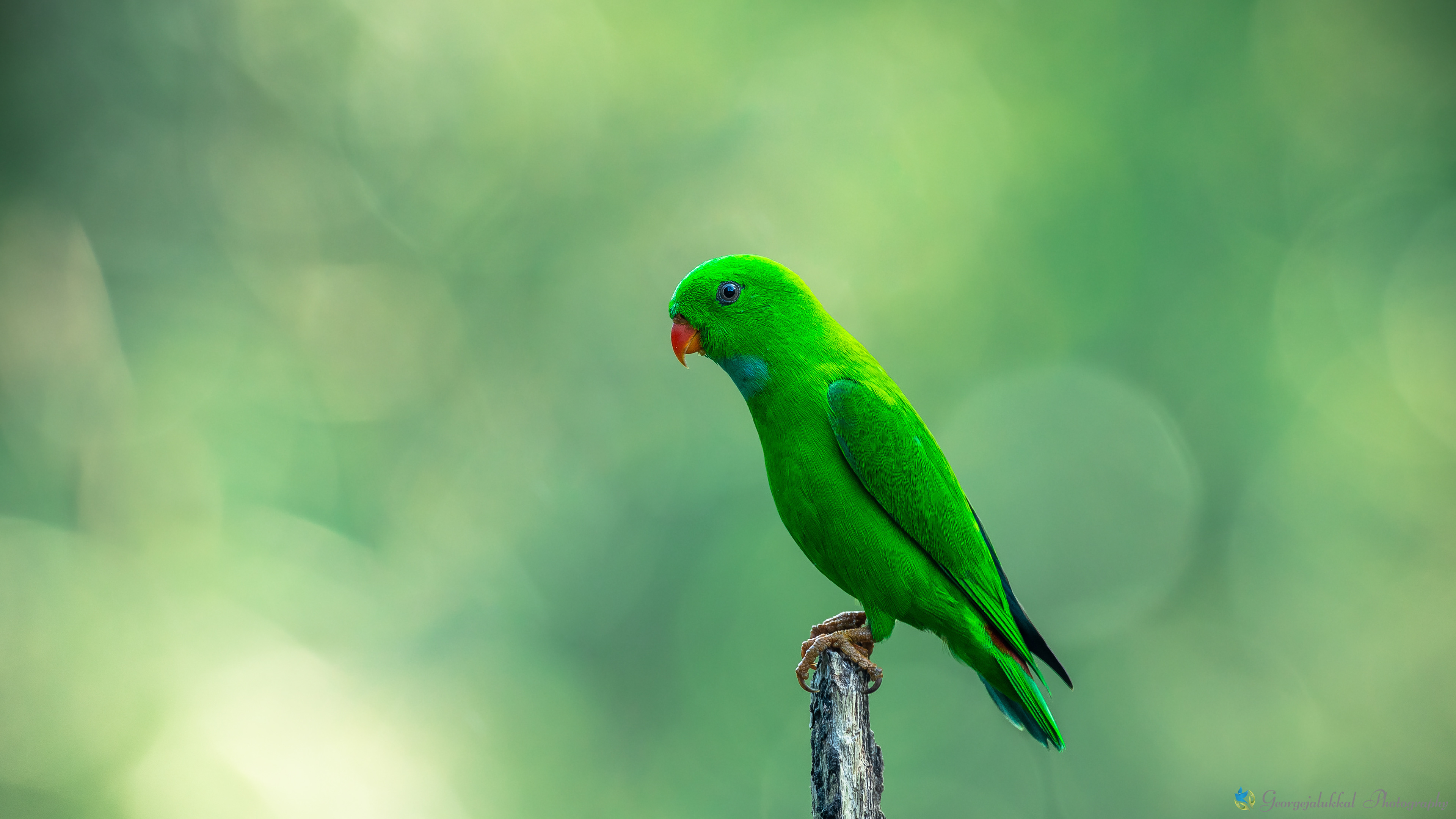 Vernal hanging parrot | തത്തച്ചിന്നന്